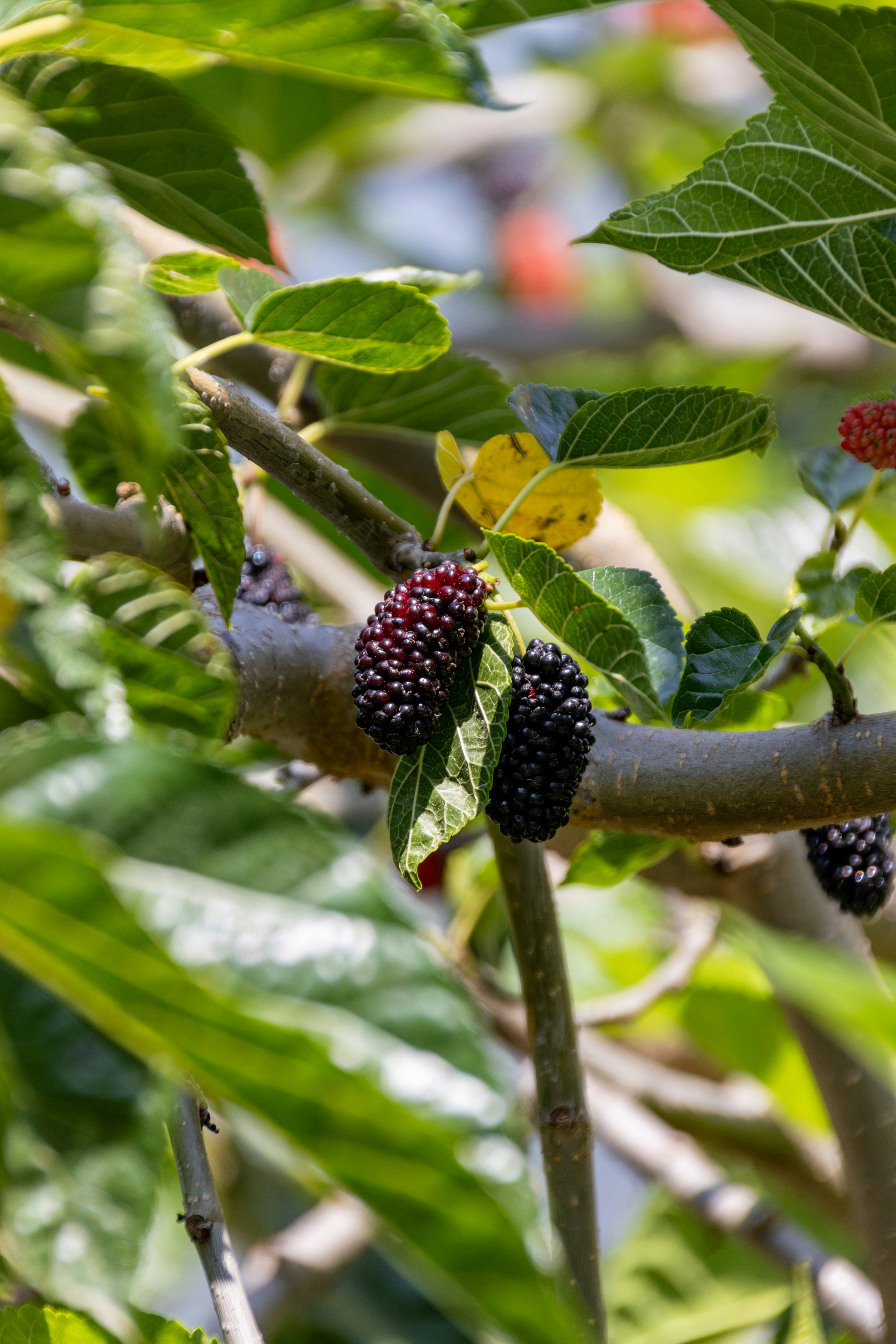 Ripe black mulberries grow on a tree branch.