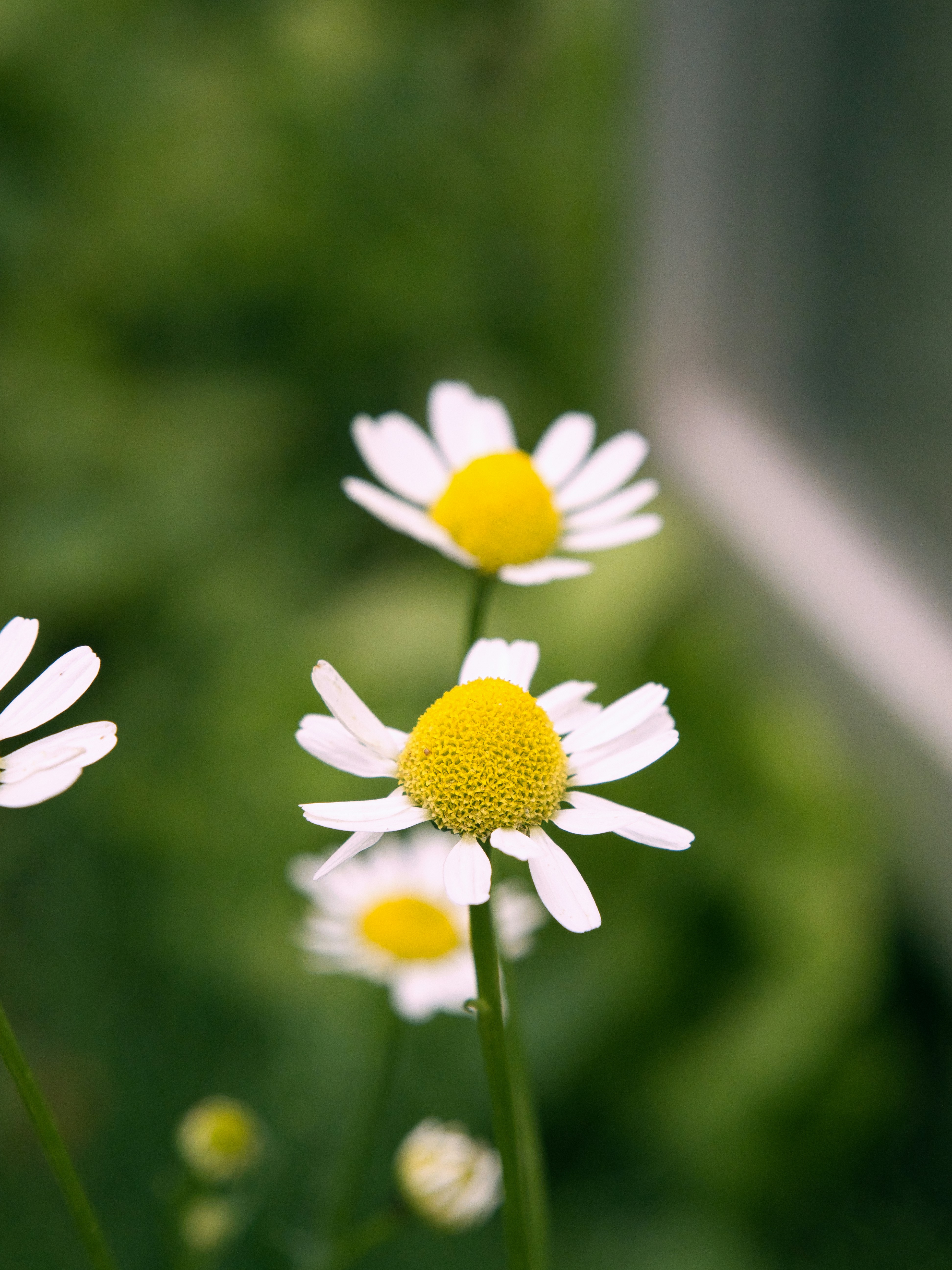 White daisies with yellow centers bloom beautifully.