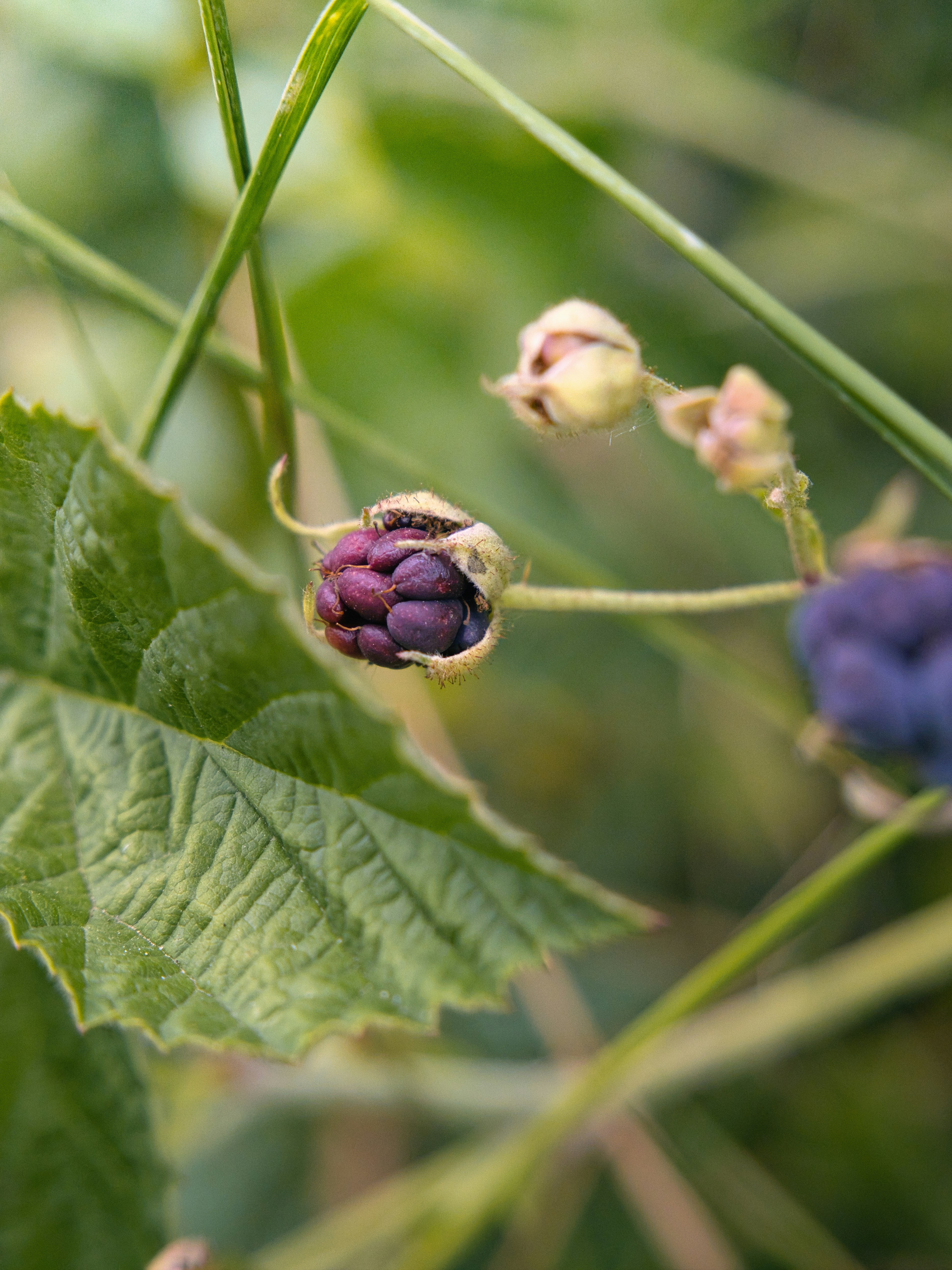 A blackberry is nearly ripe on the vine.