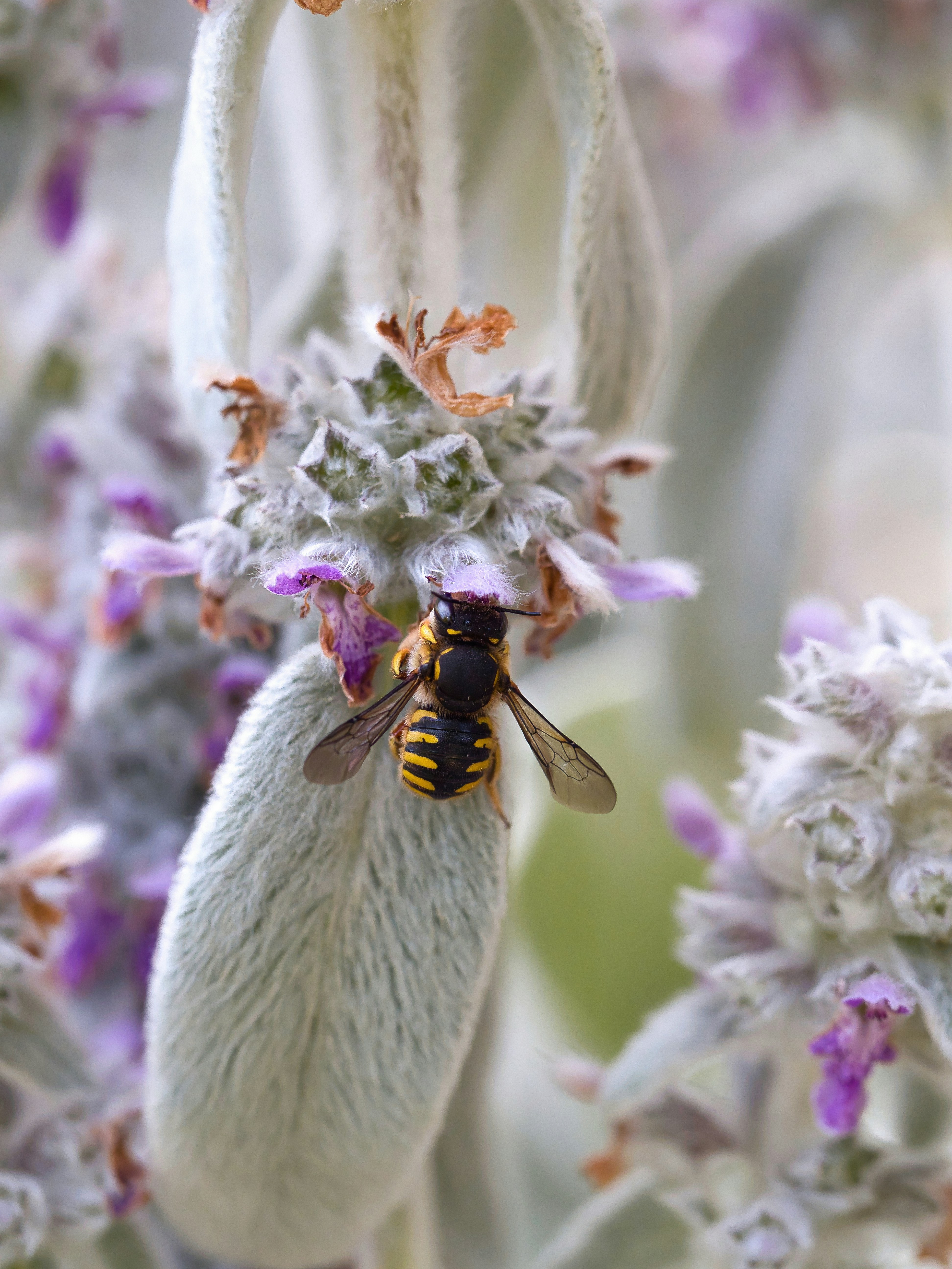 A bee rests on a flower.