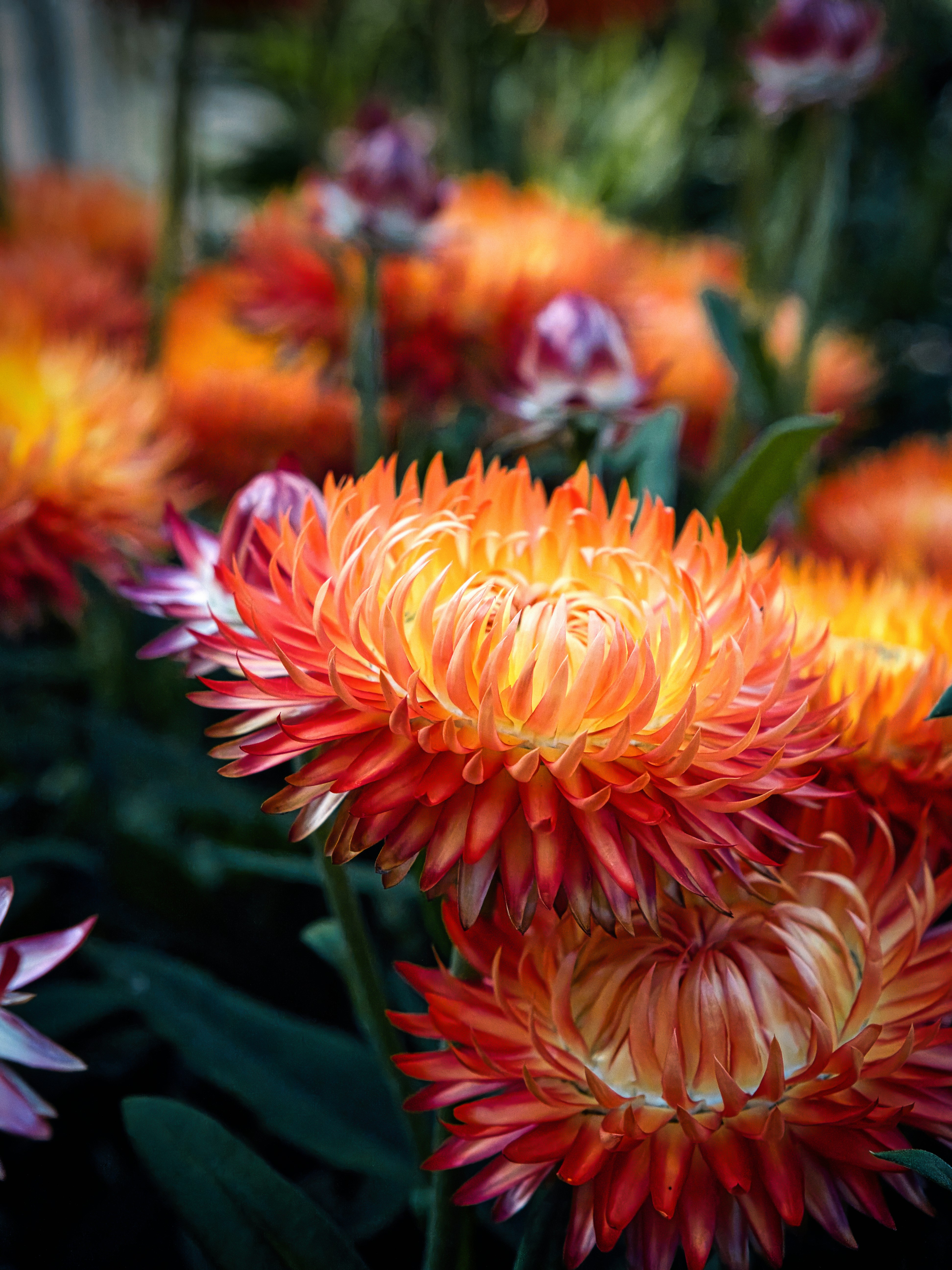 Here's a caption: vibrant orange flowers in full bloom.