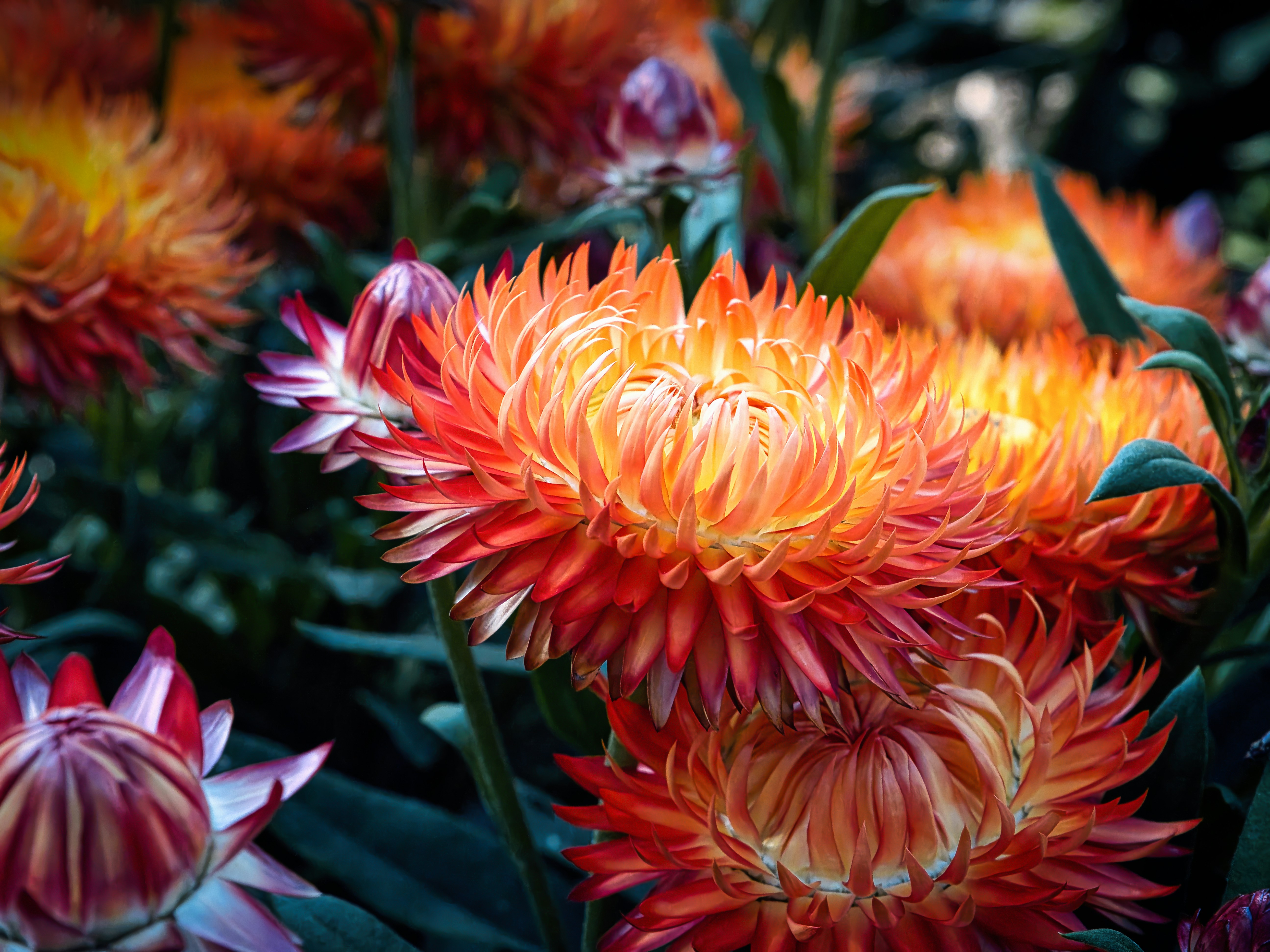 Vibrant orange flowers bloom brightly in a garden.