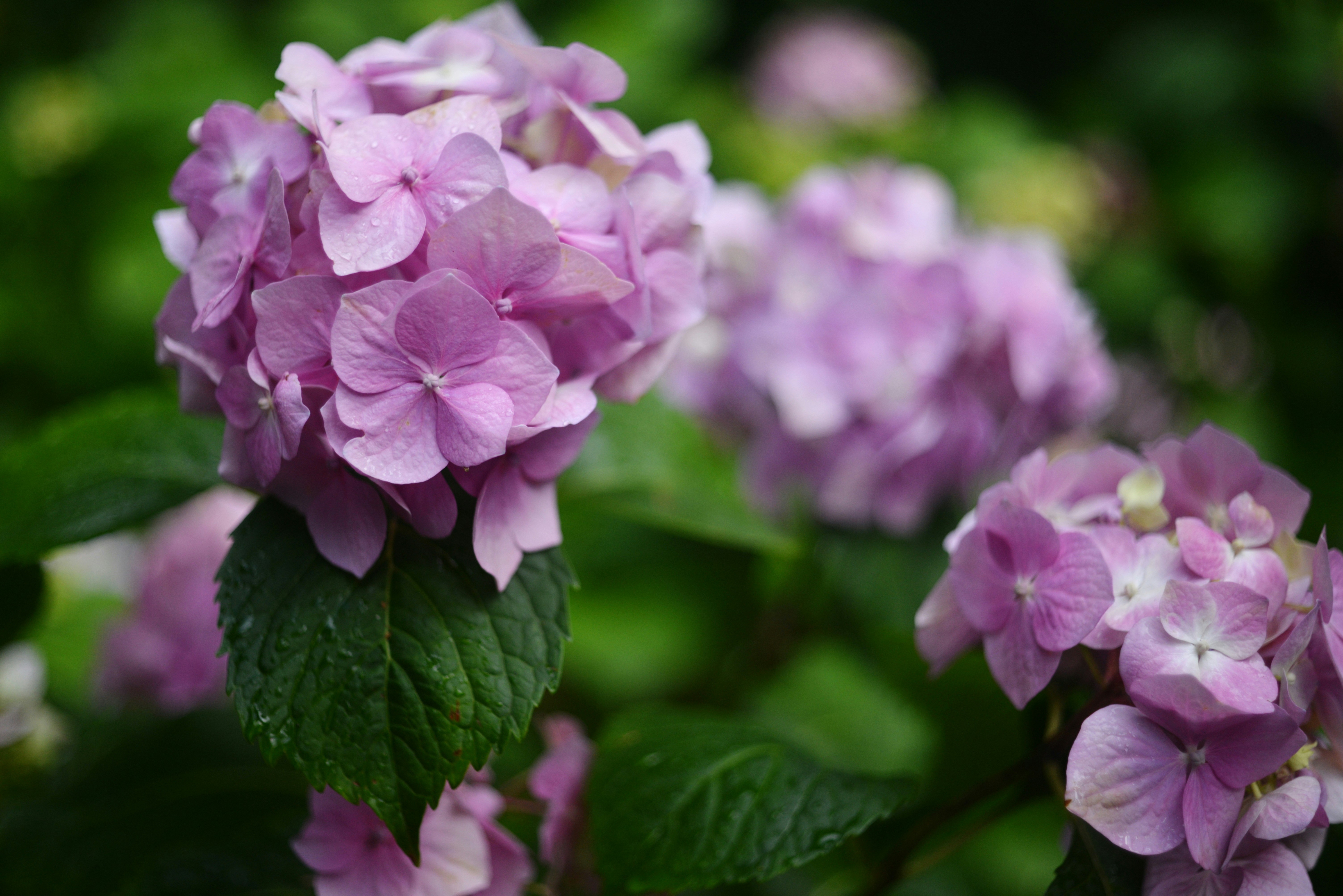 Photo by cherstve_pechivo