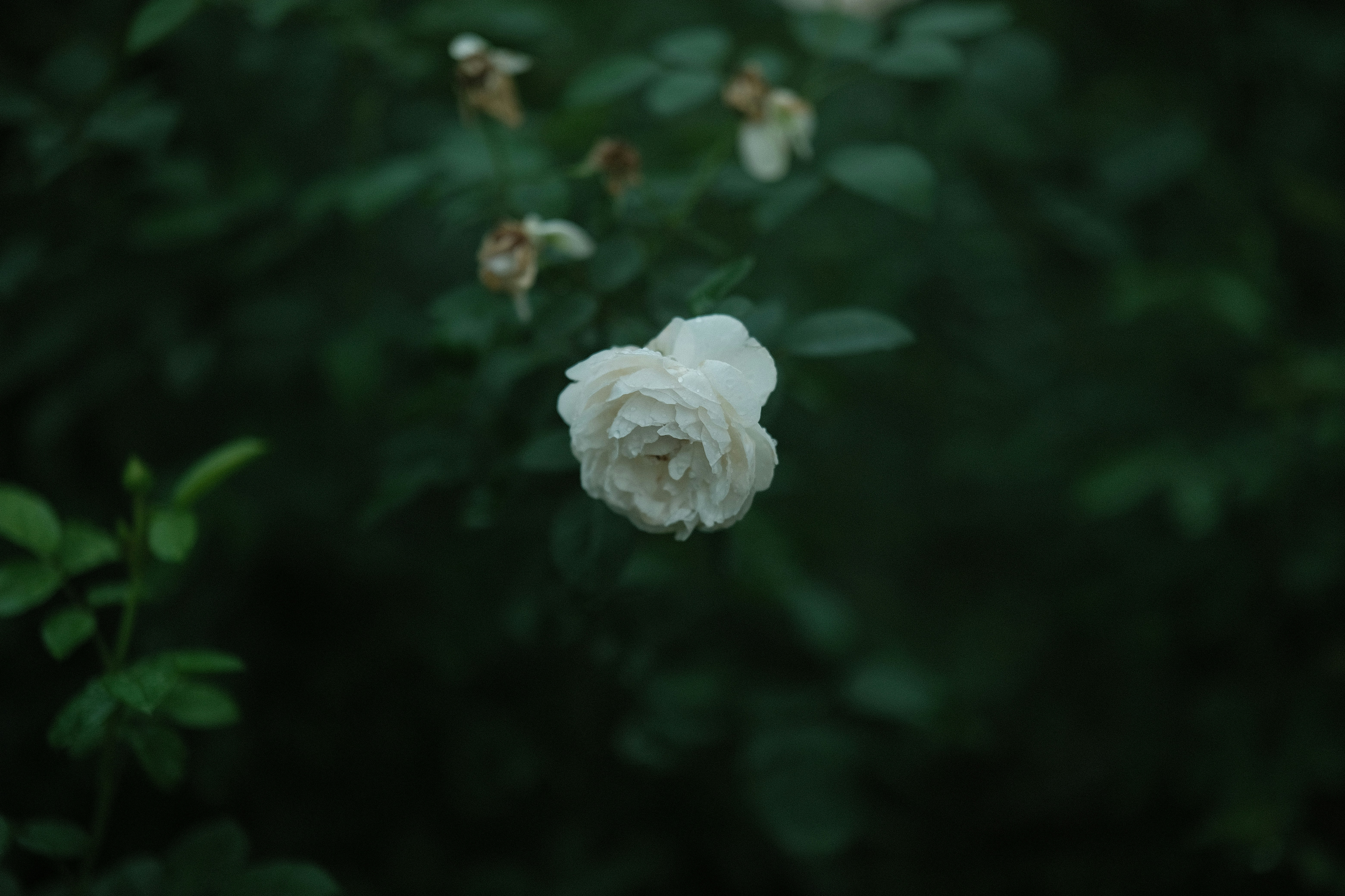 Photo by gregorio_nico