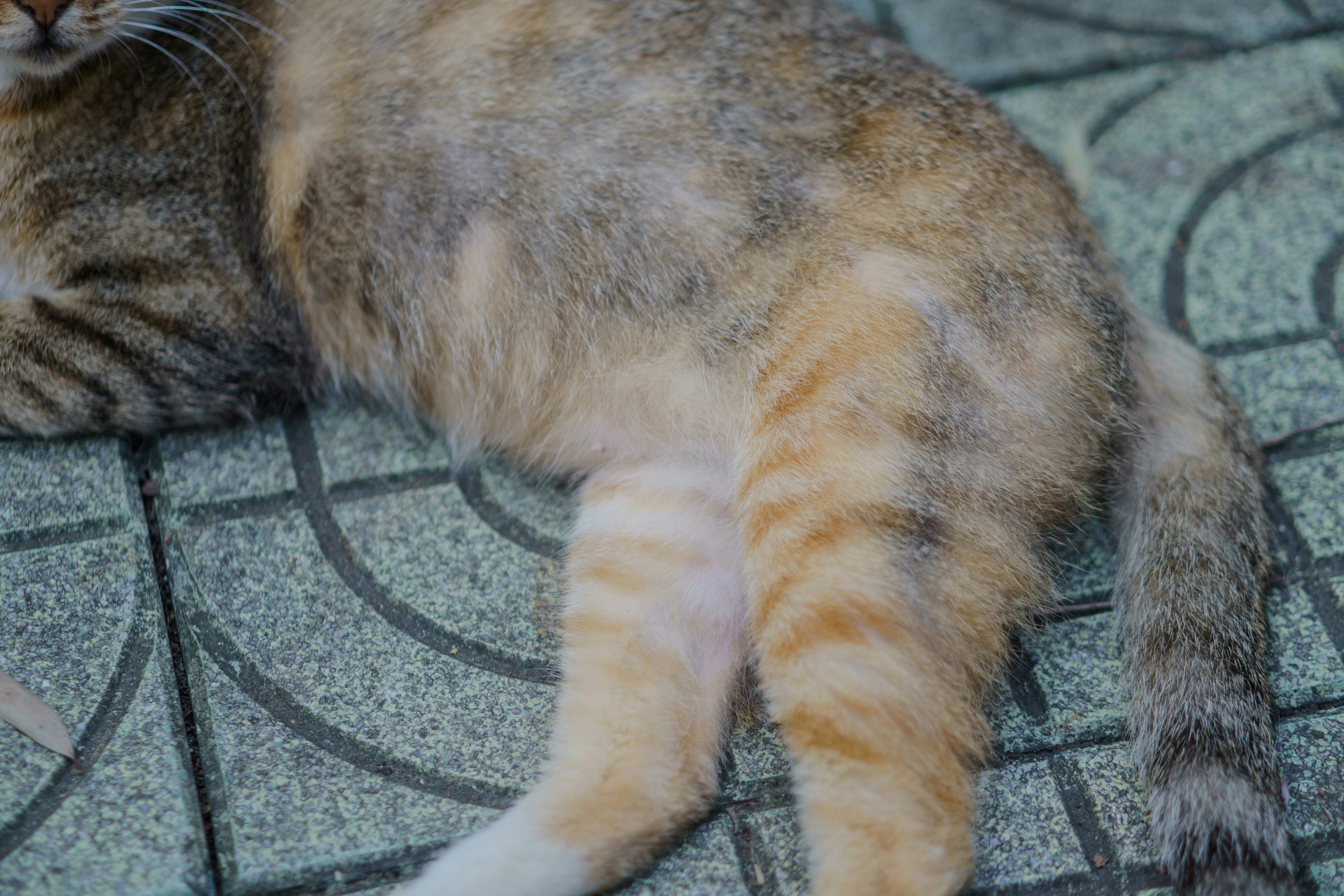 고양이 단모종 vs 장모종 차이 털 관리부터 성격까지 확실히 비교