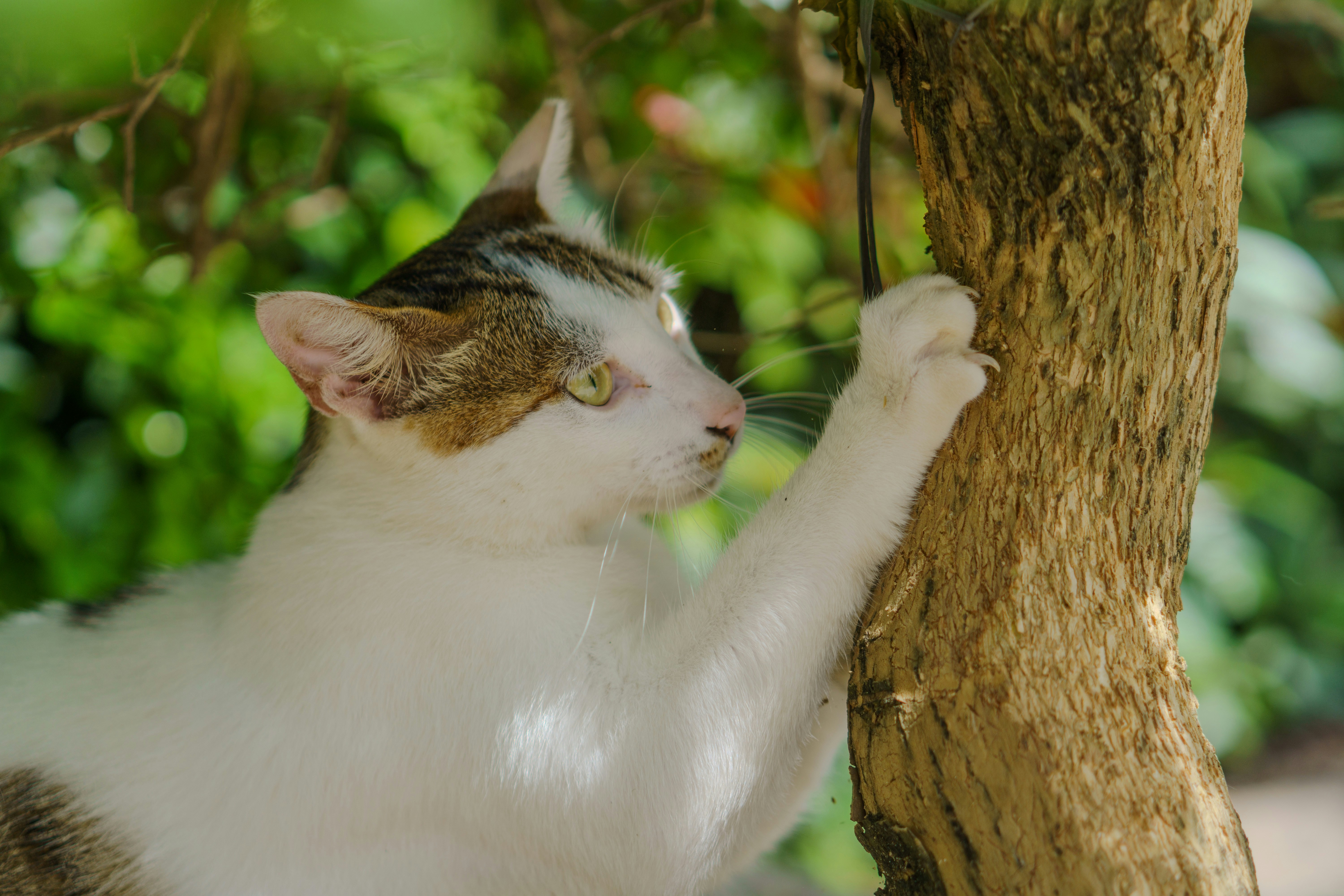 Schéma impact environnemental comparé litière biodégradable maïs versus extraction argile minière