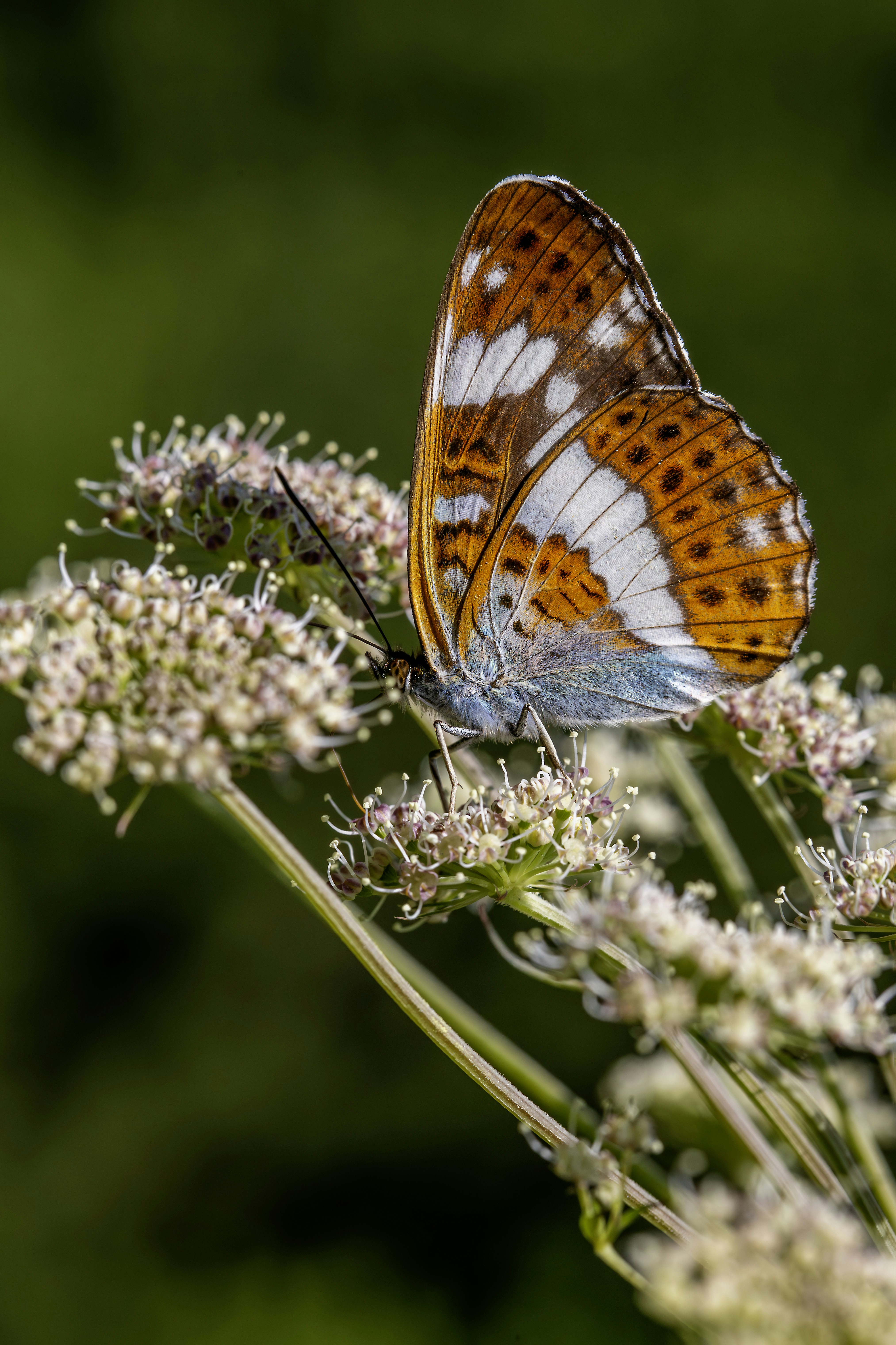 Photo by erik_karits