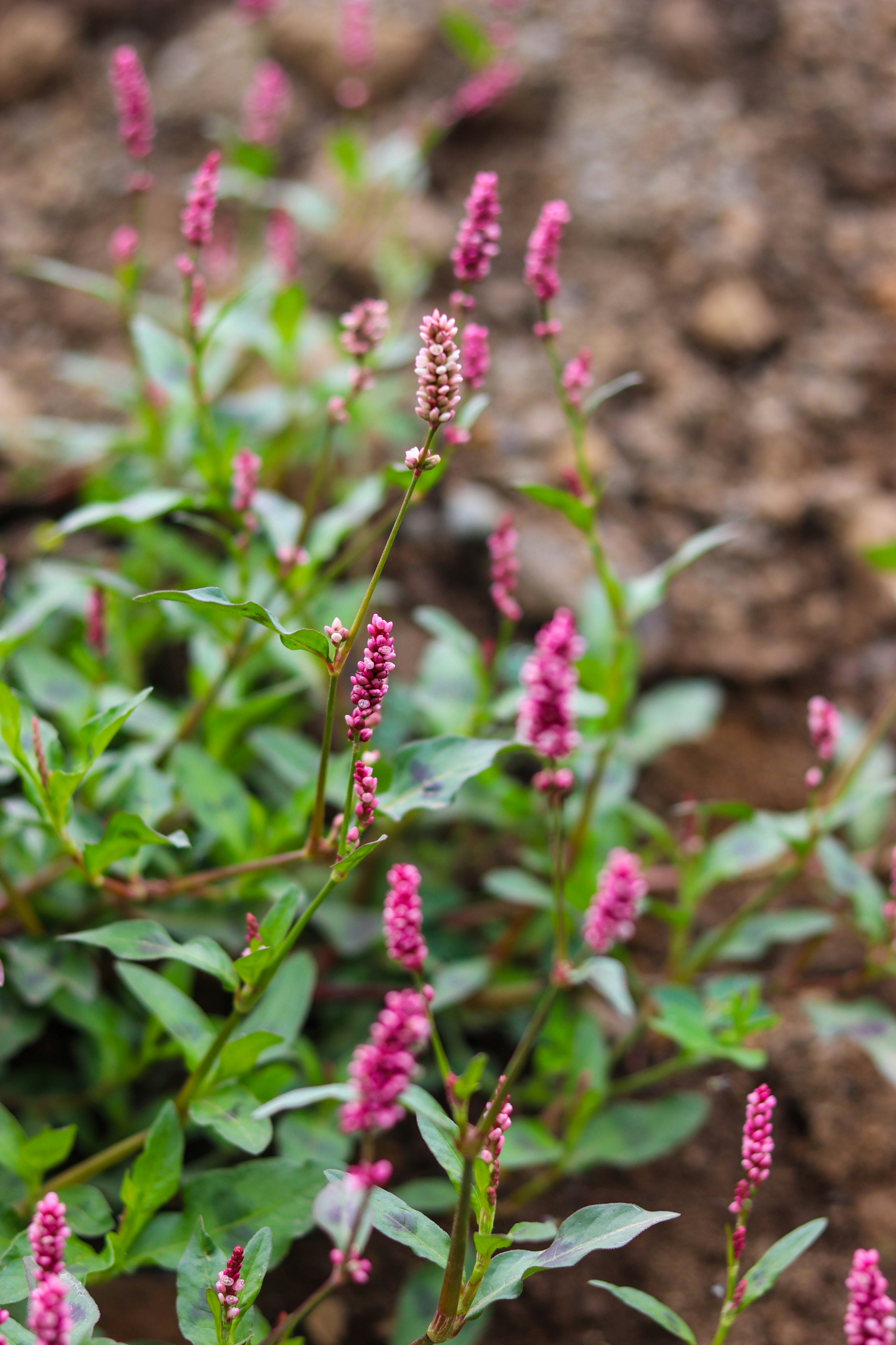 Pink flowering plant is growing in the dirt