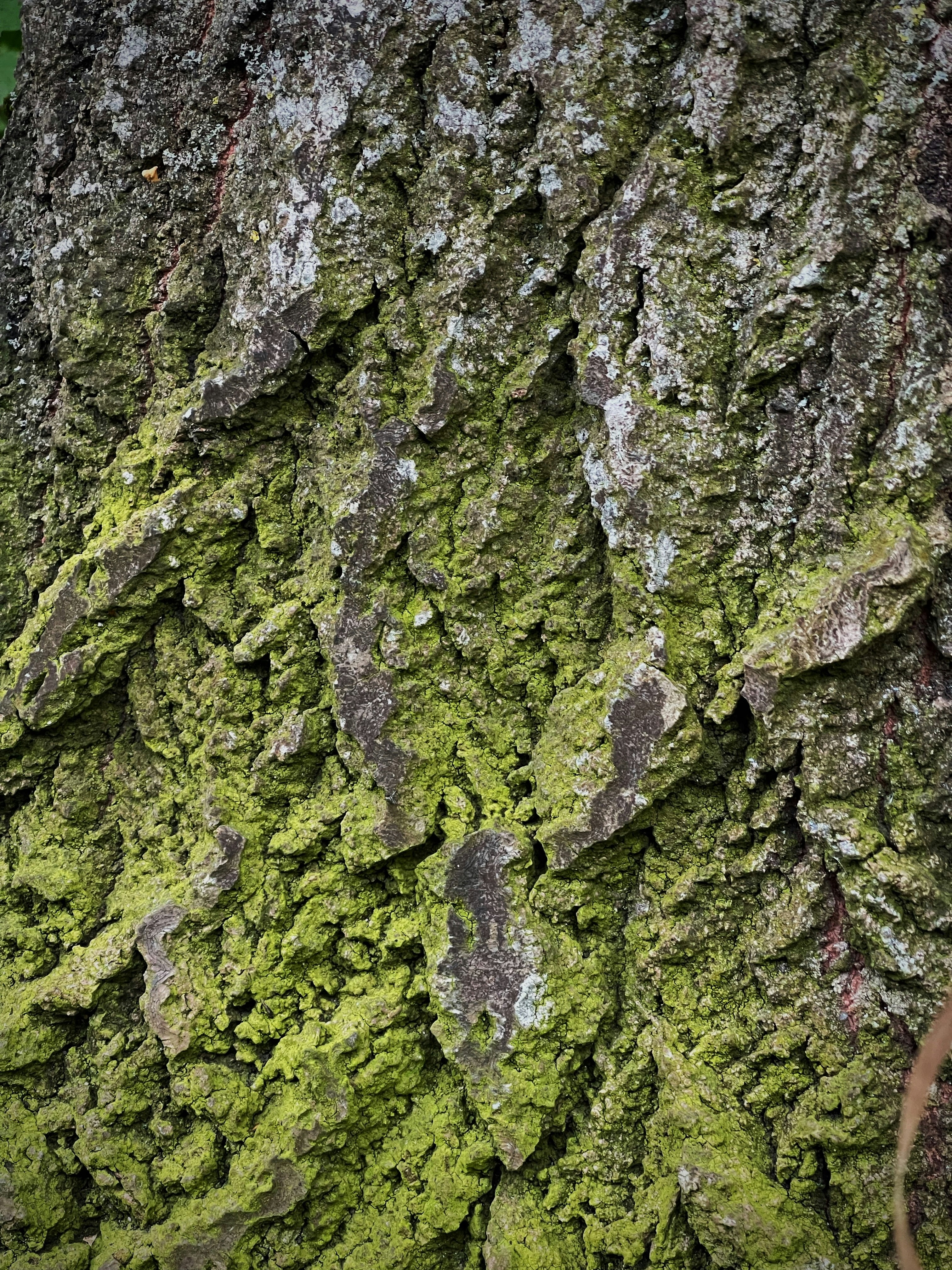 Photo by inna_lobacheva