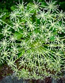 A cluster of star-shaped white flowers is visible.