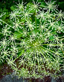 A cluster of star-shaped white flowers is visible.