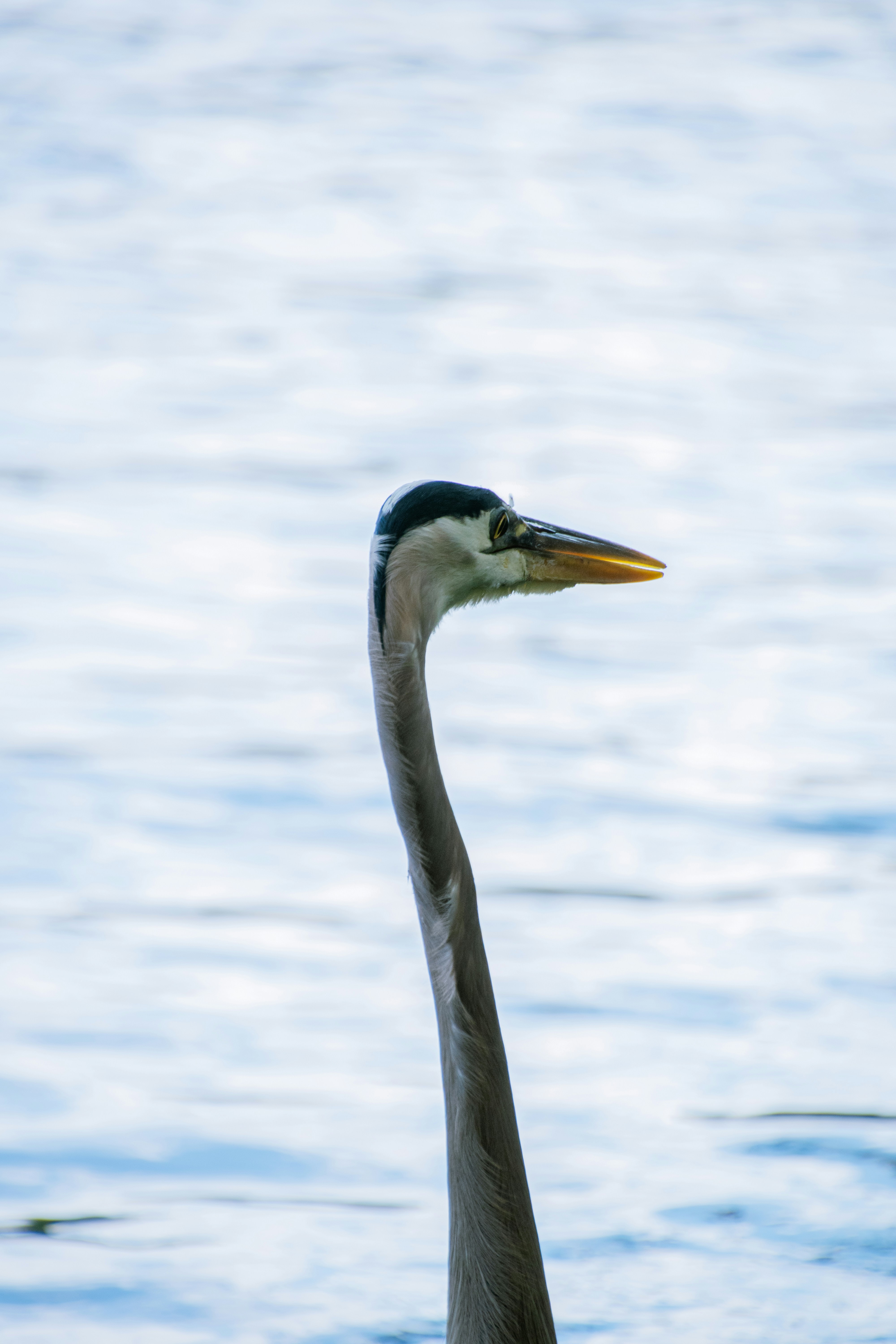 Photo by attaliehart