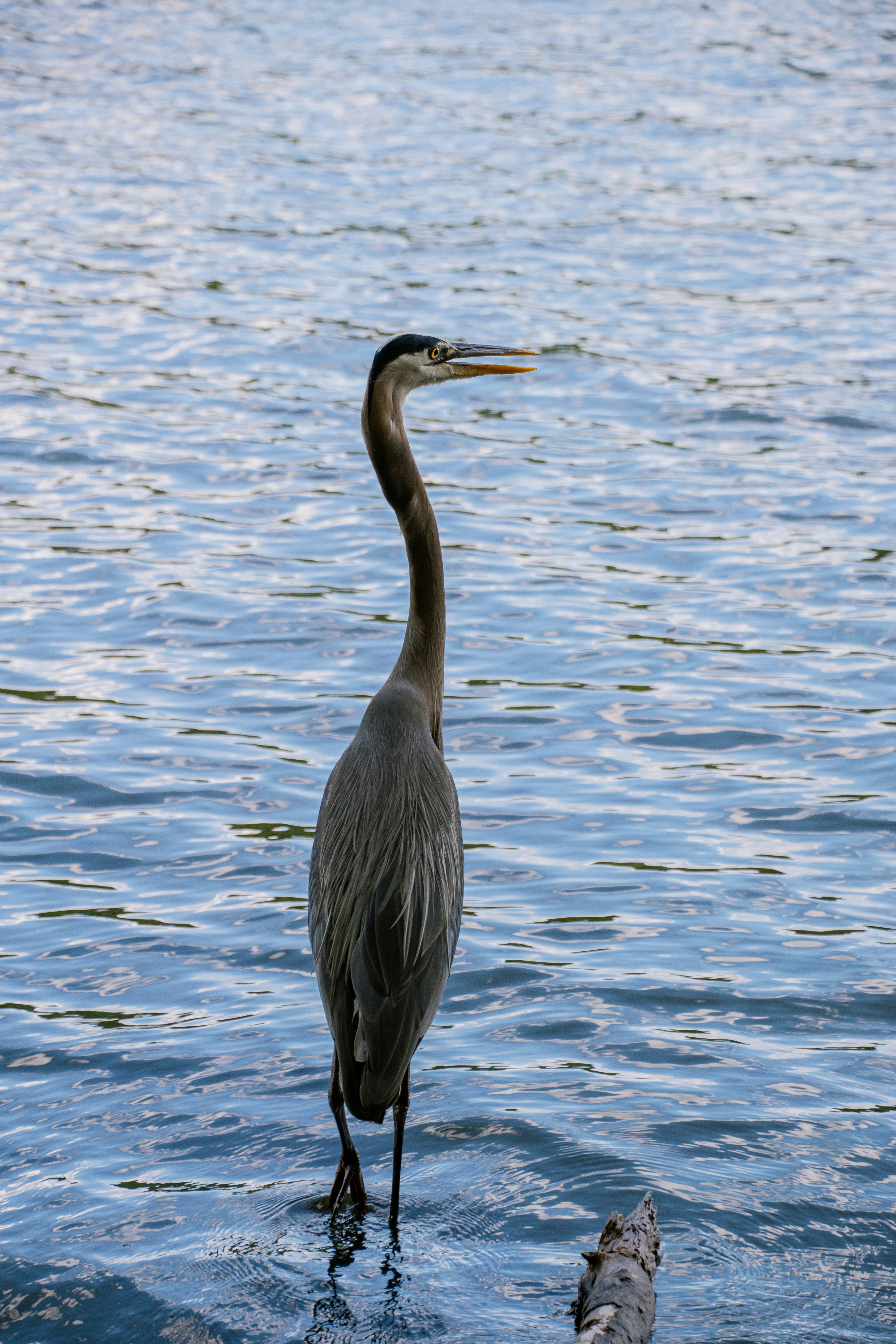 Photo by attaliehart