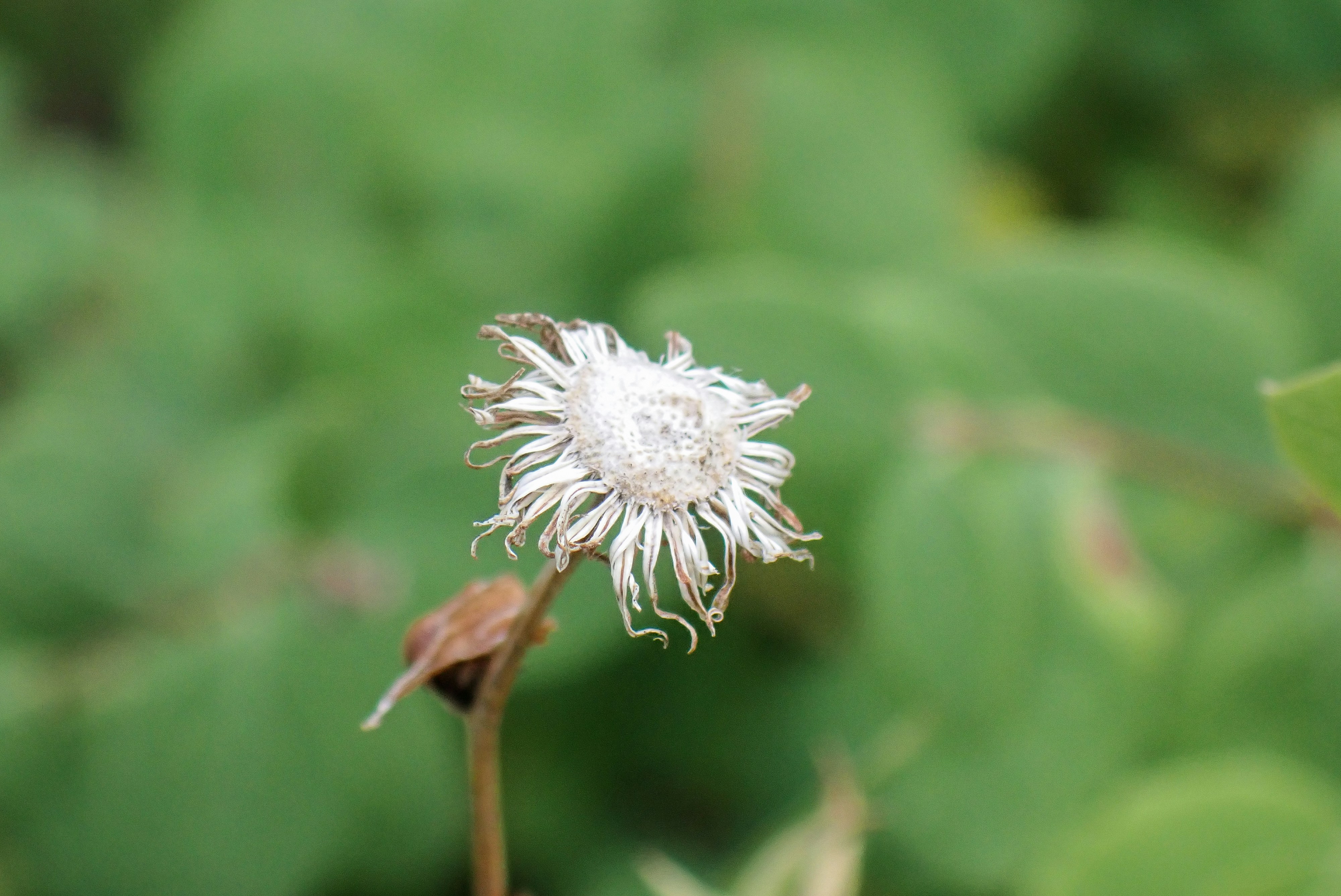 Photo by attaliehart