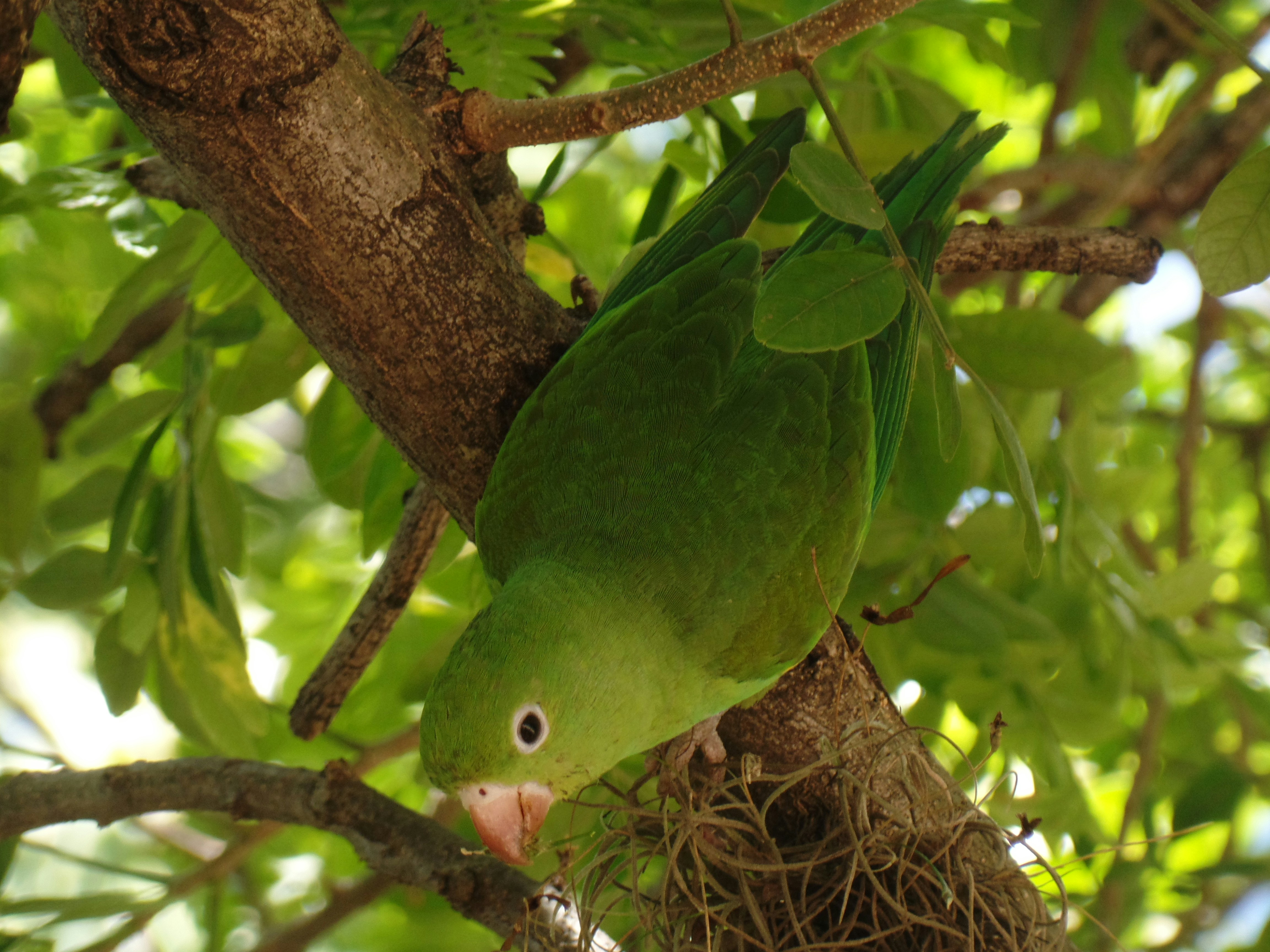 A green parrot perches on a tree branch.