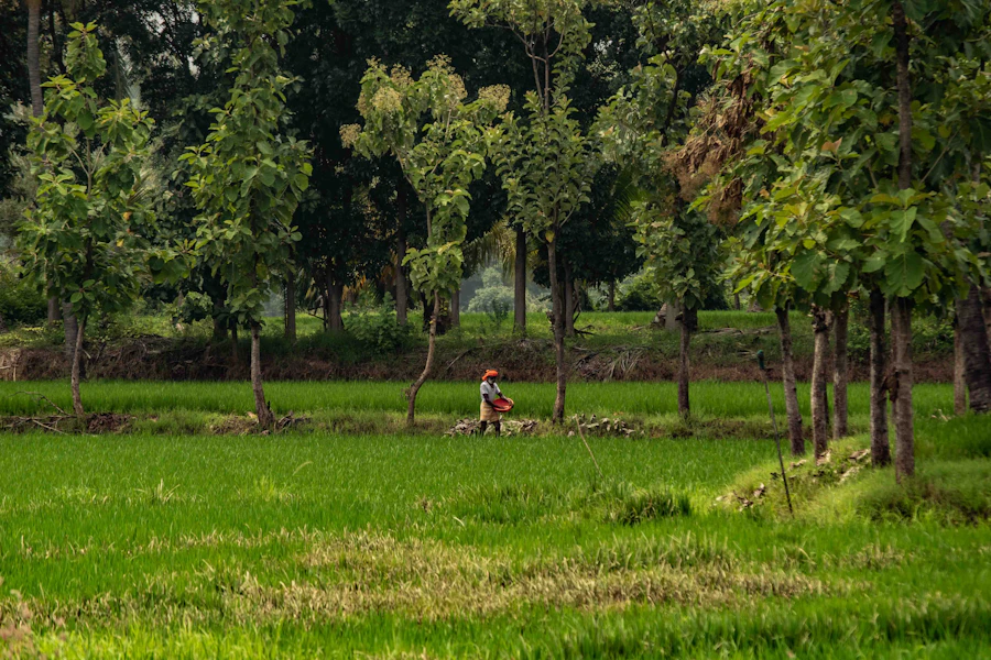Farmer working in a green farm field