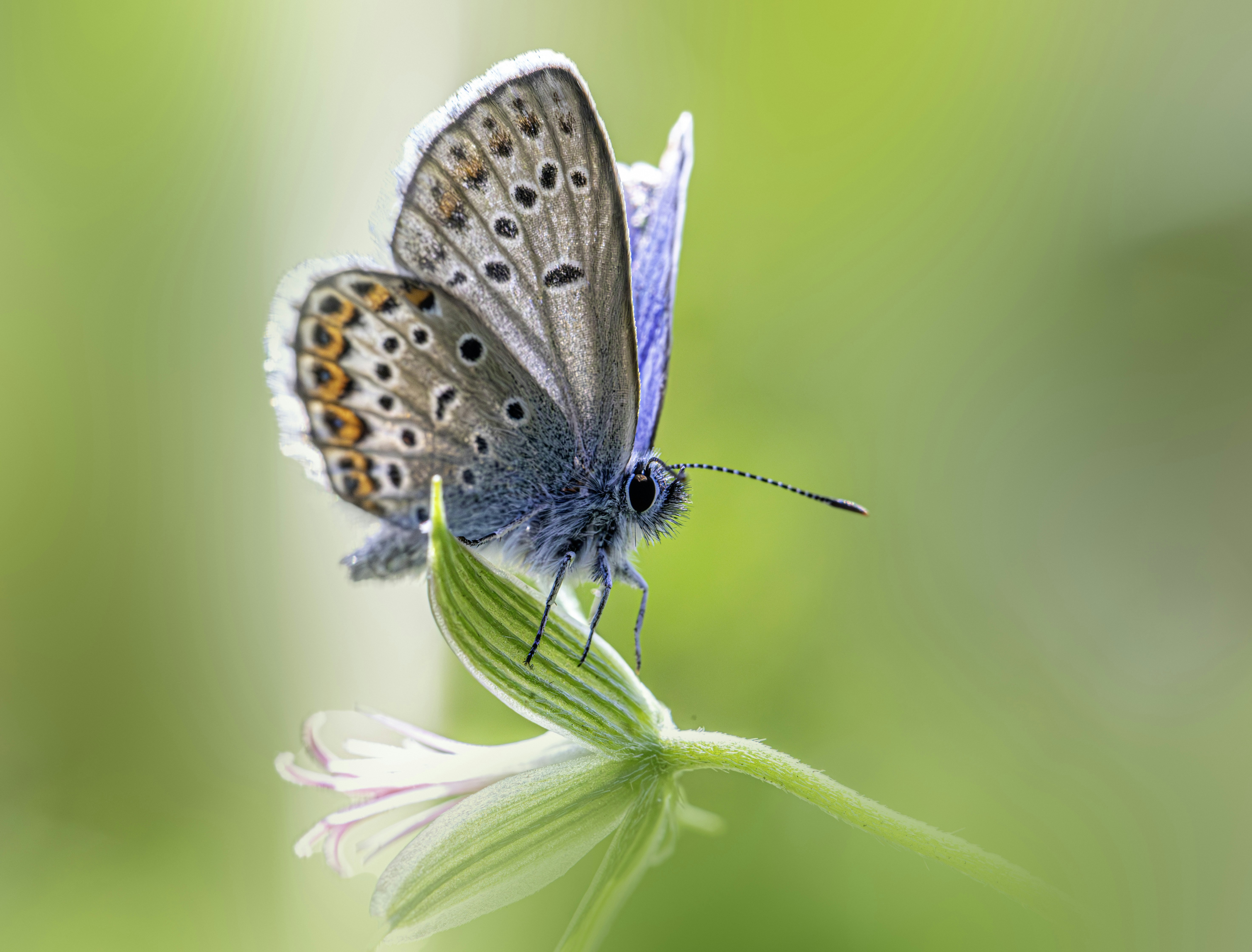 Photo by erik_karits