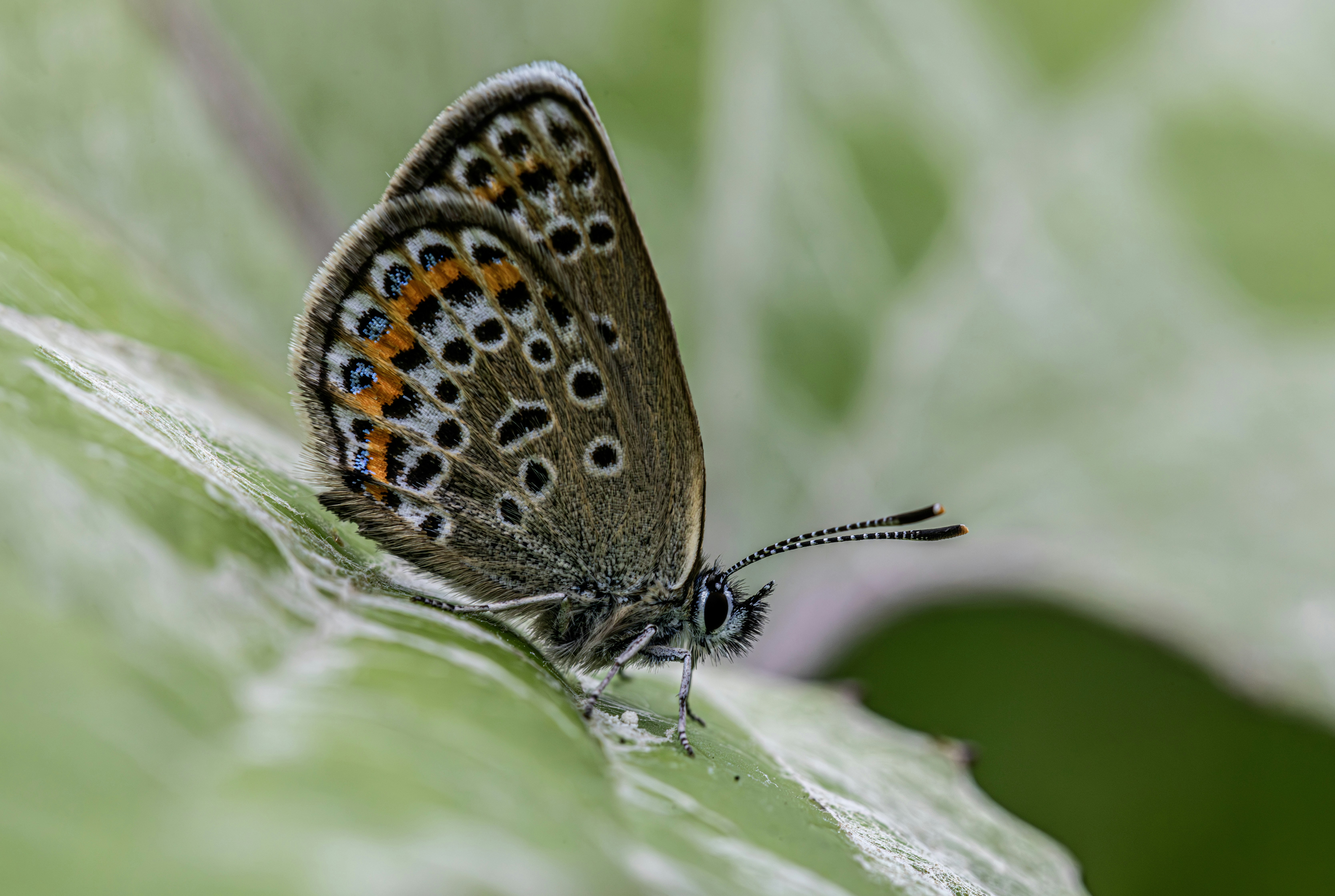 Photo by erik_karits