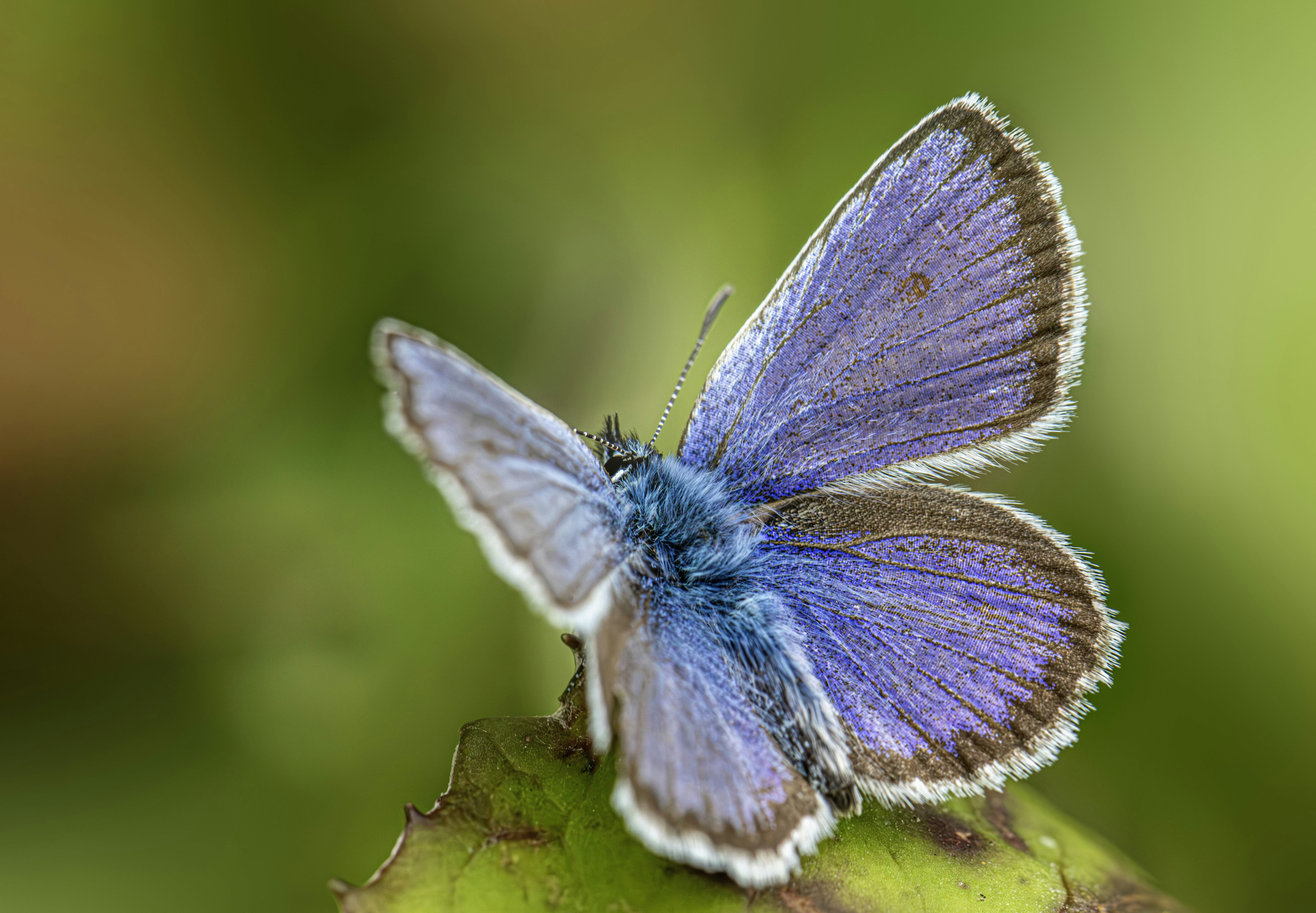 Photo by erik_karits