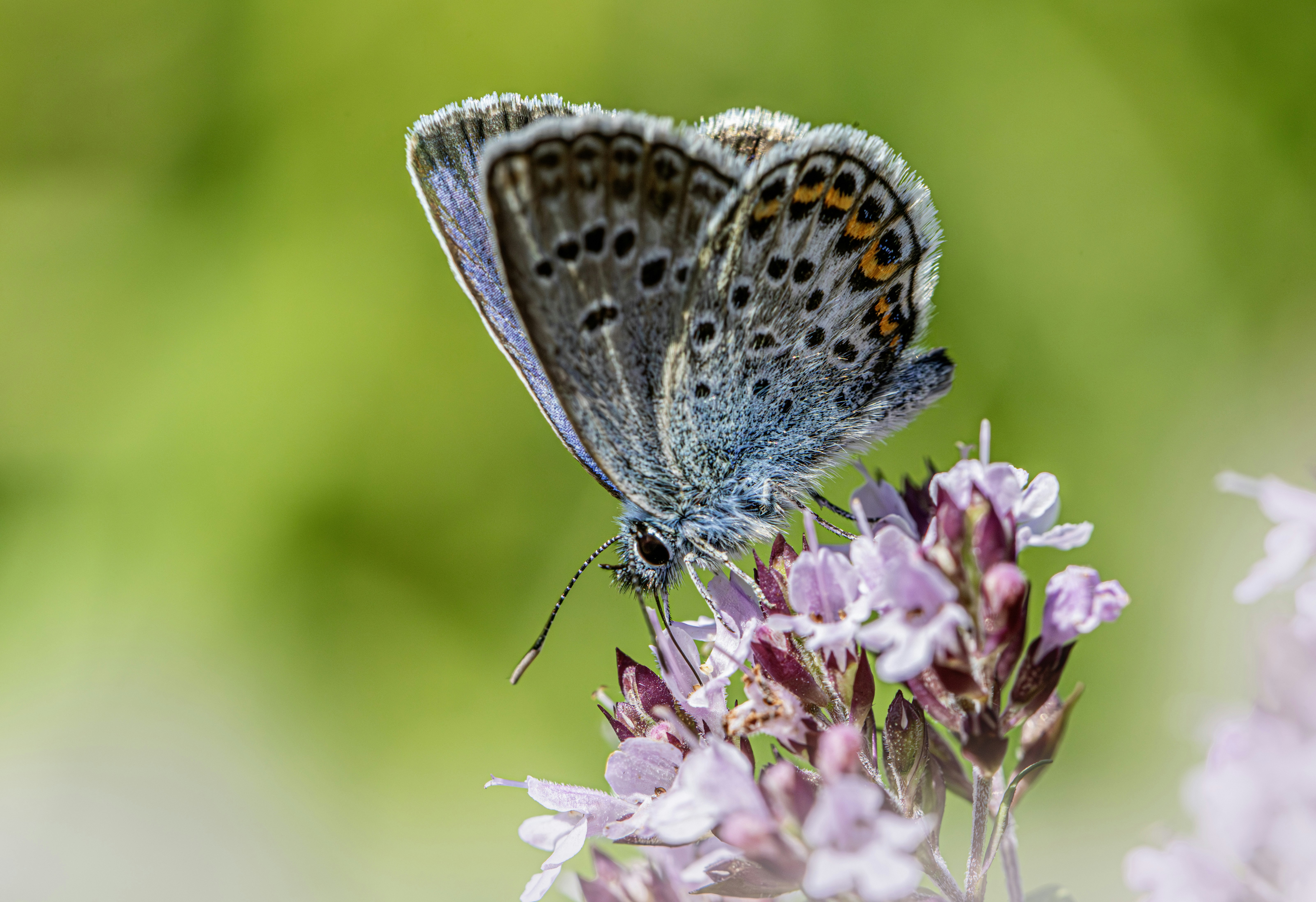 Photo by erik_karits