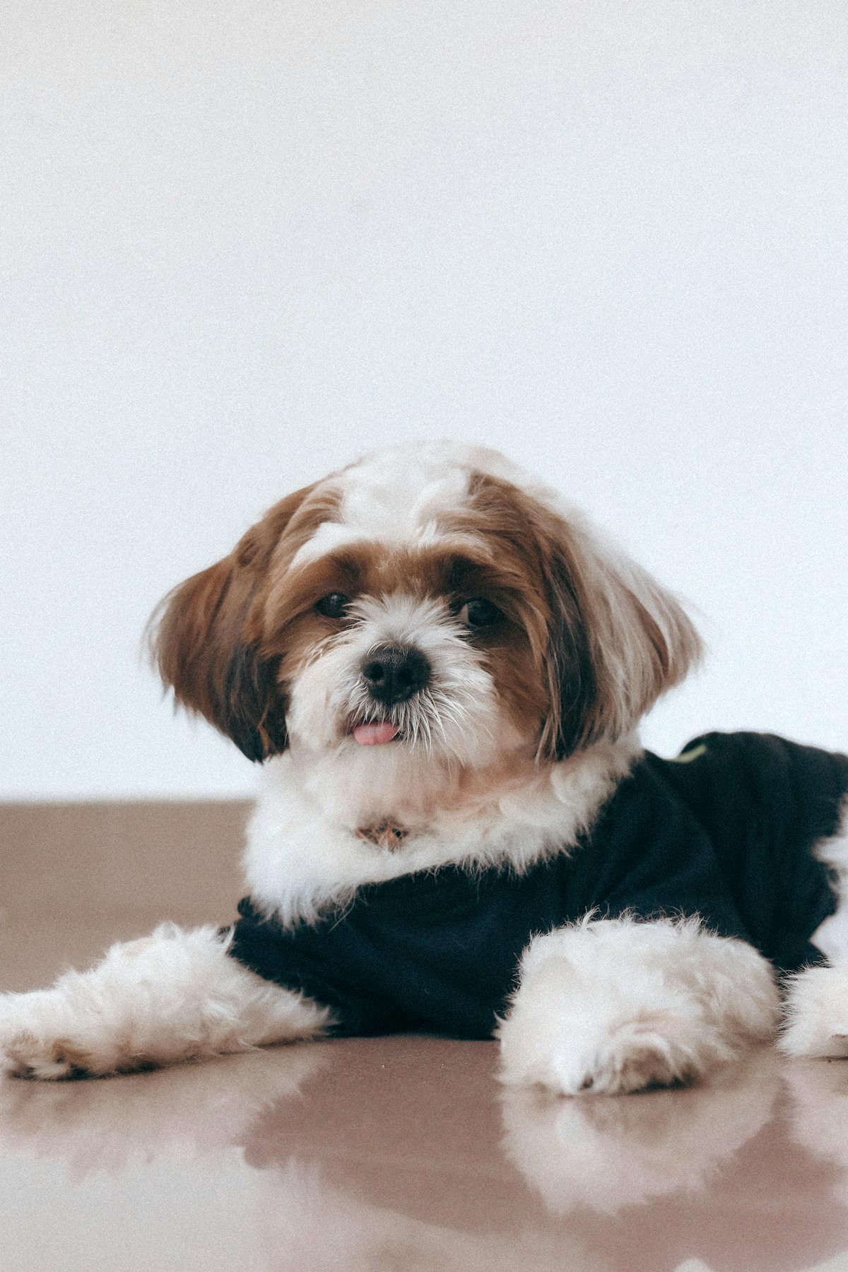 Shih Tzu marrom e branco de roupinha azul-marinho deitado em casa