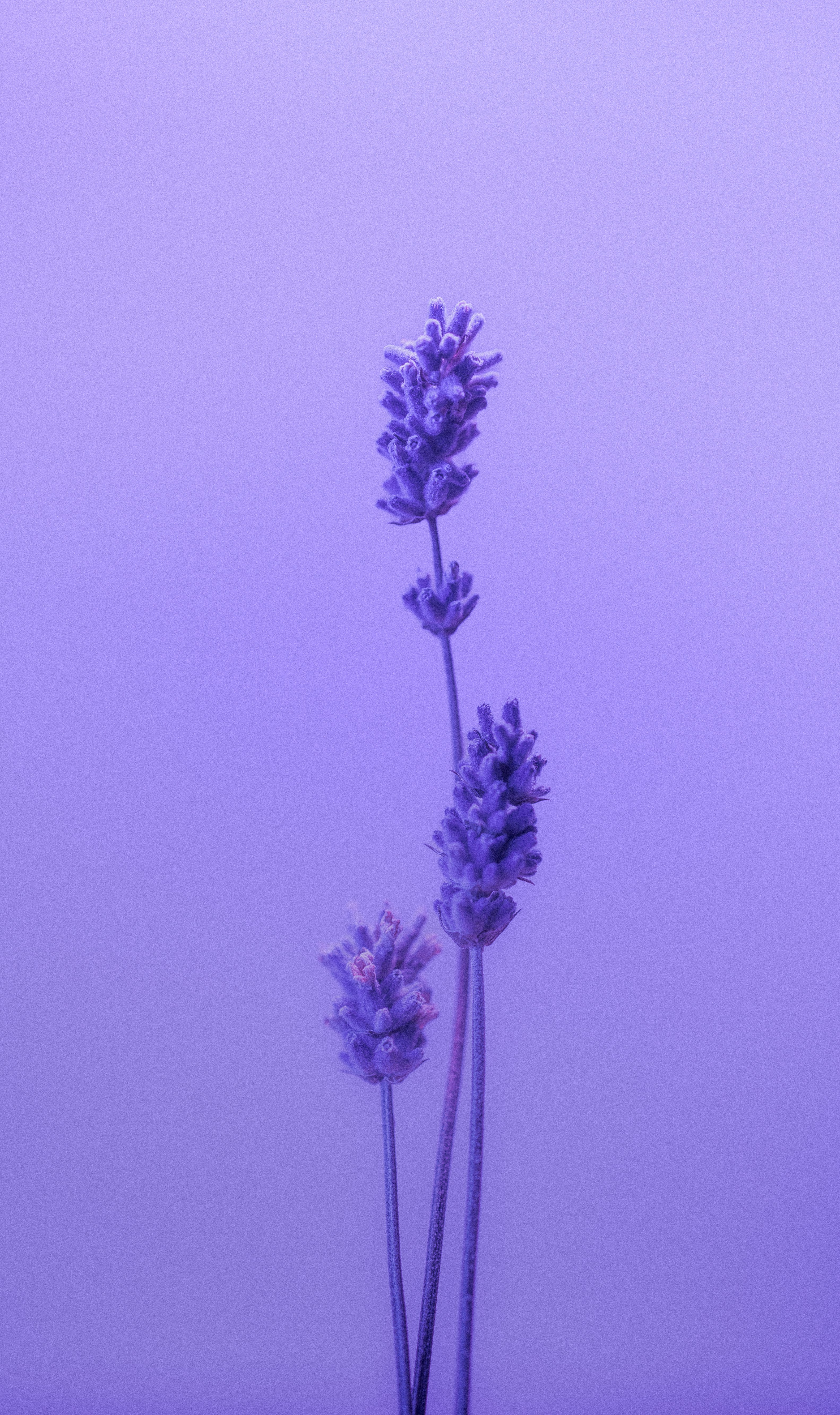 Lavender flowers on a purple background.