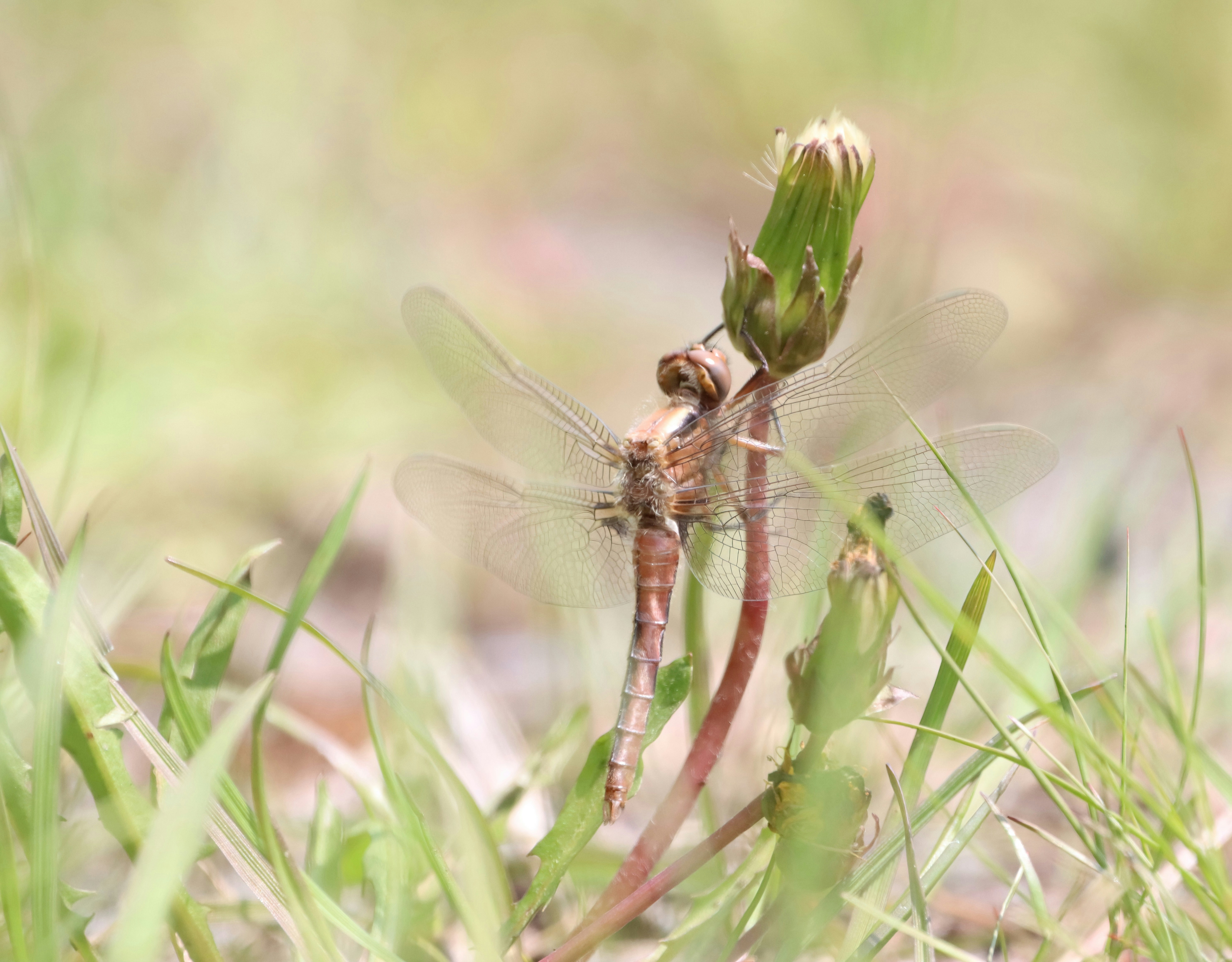 Photo by stephgibeaultart