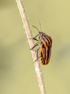 An orange and black striped bug on a branch.