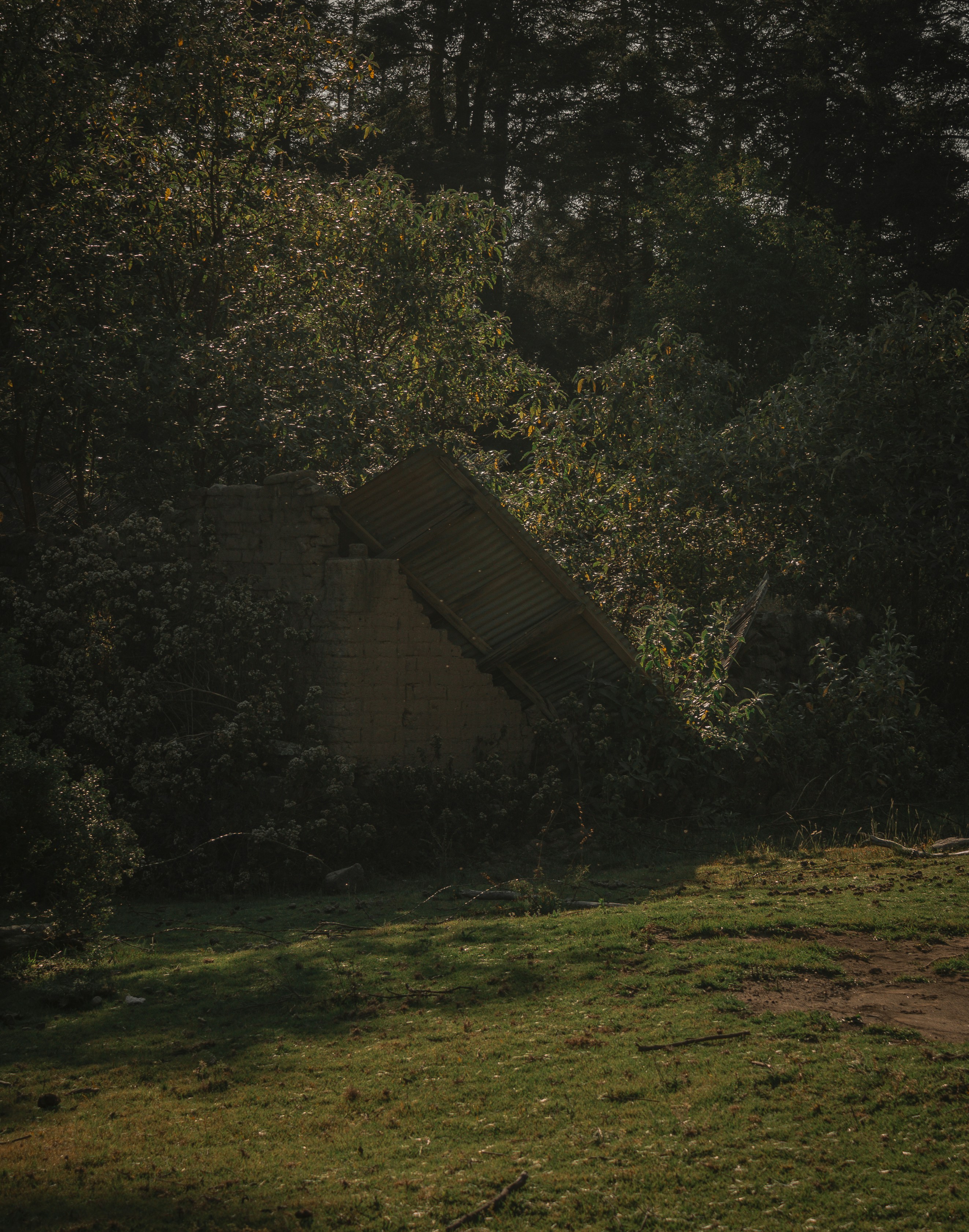 Overgrown concrete structure amidst trees and grass.