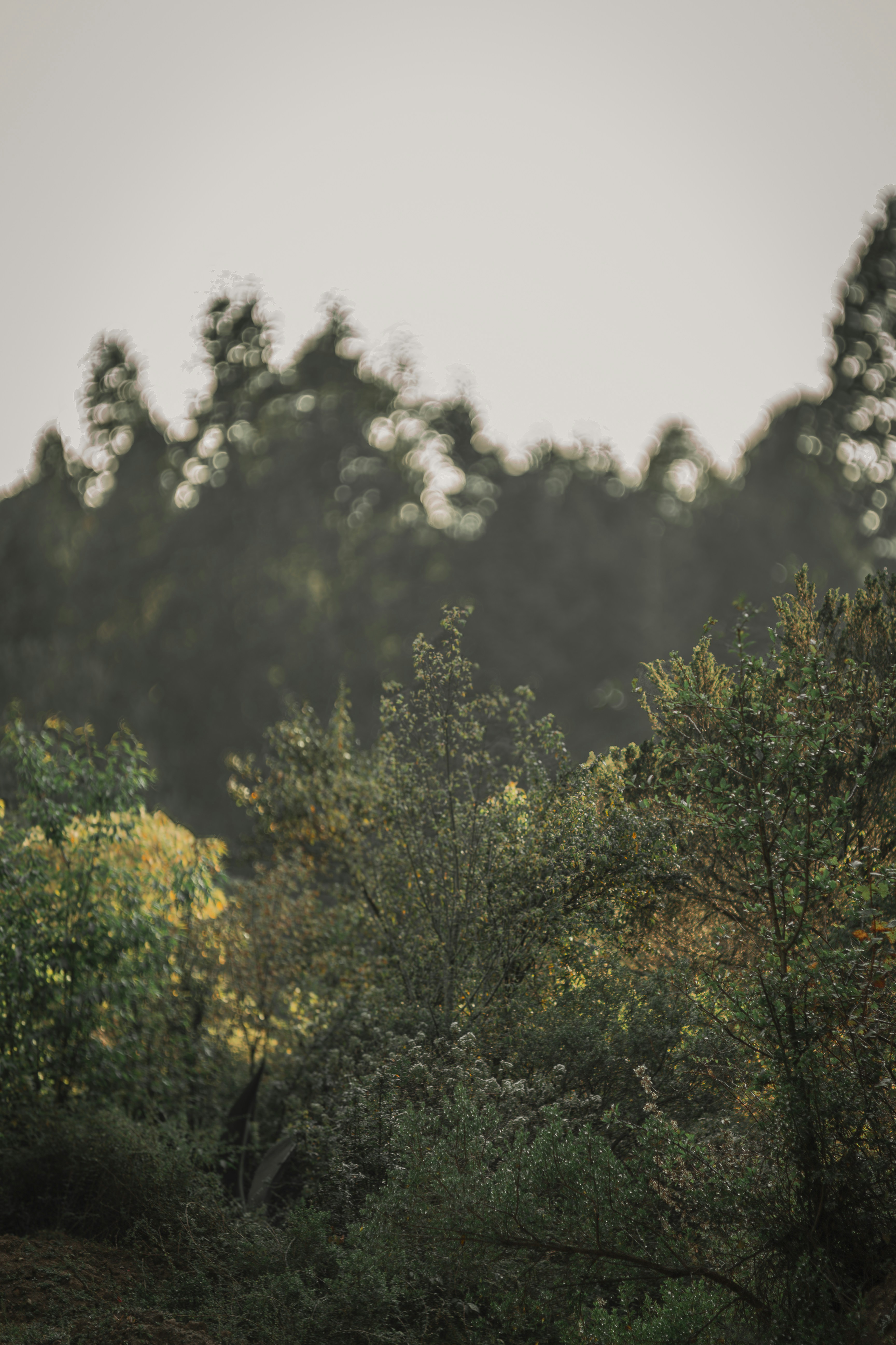 Trees are visible in a dreamy, forested landscape.