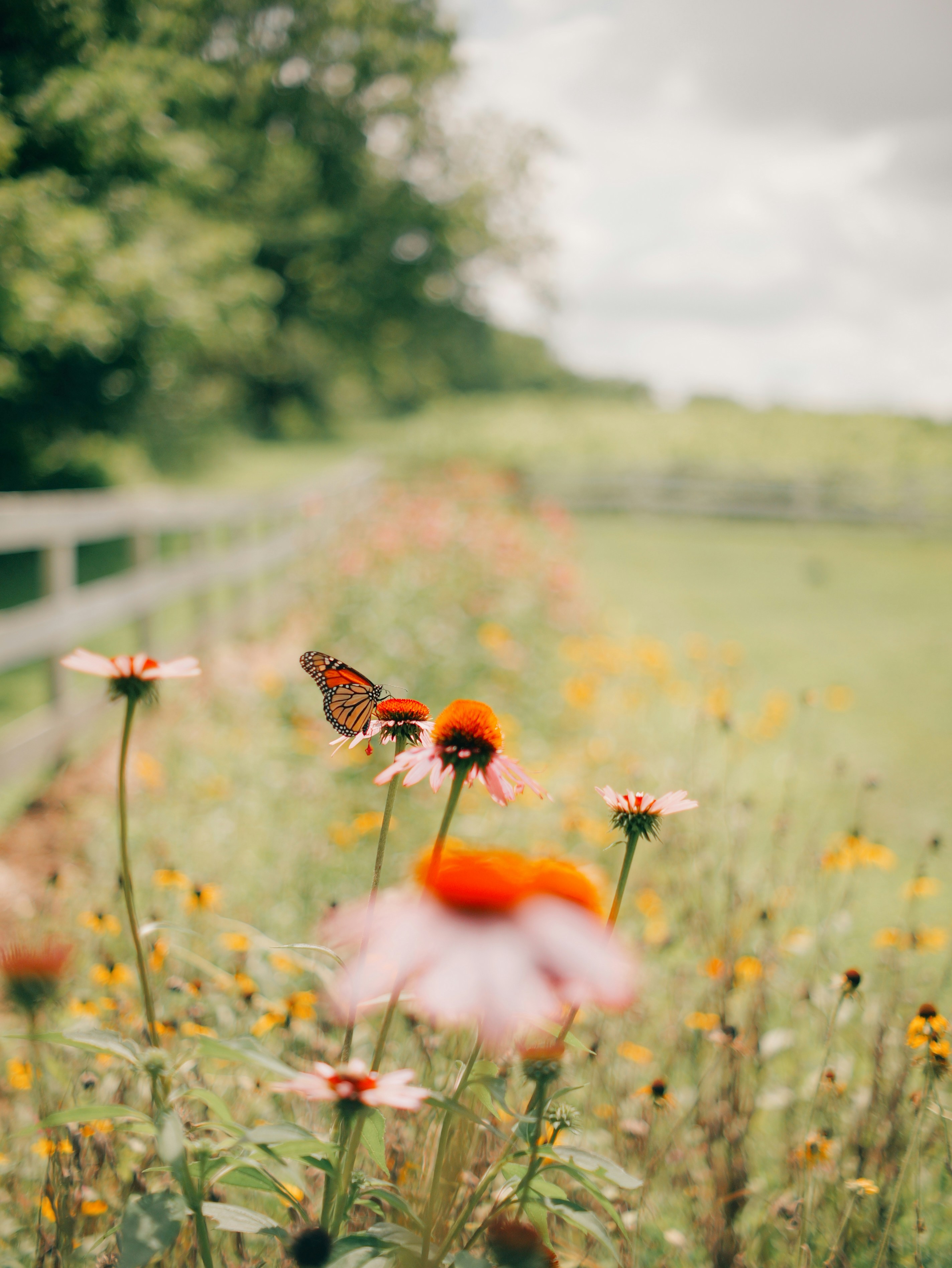 A butterfly sips nectar from a pink flower.