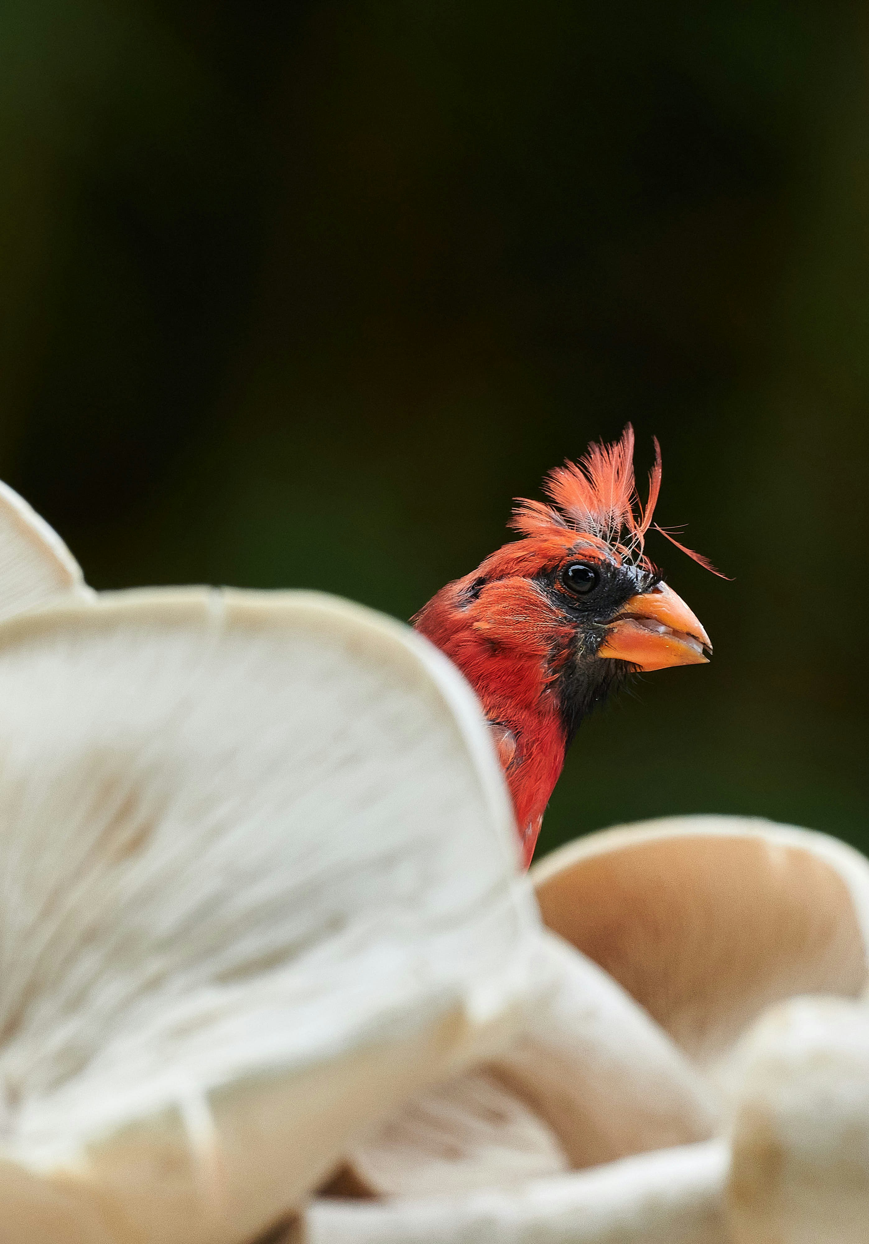 A red cardinal peeks over a pile of mushrooms.