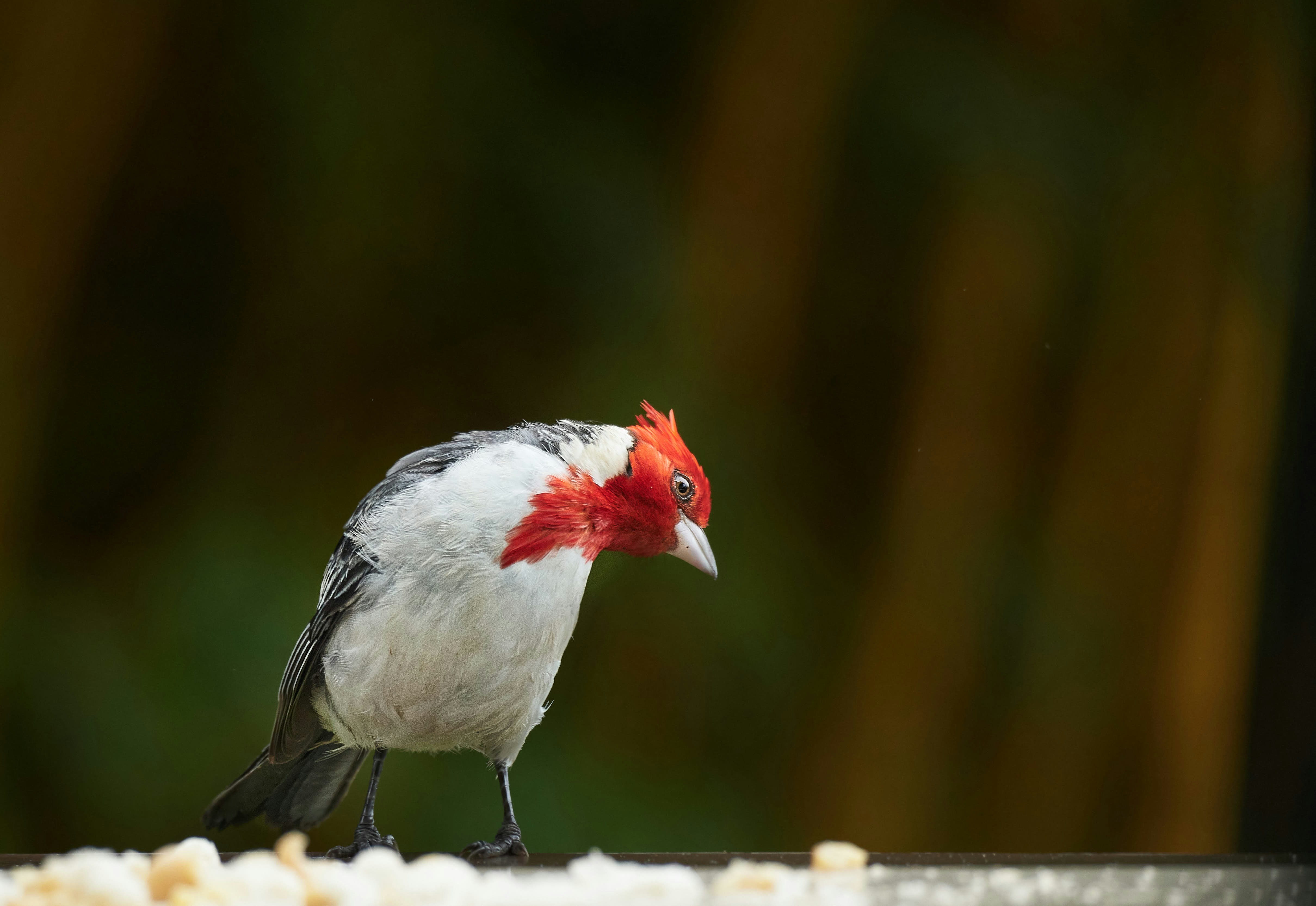 A red-crested cardinal is eating.