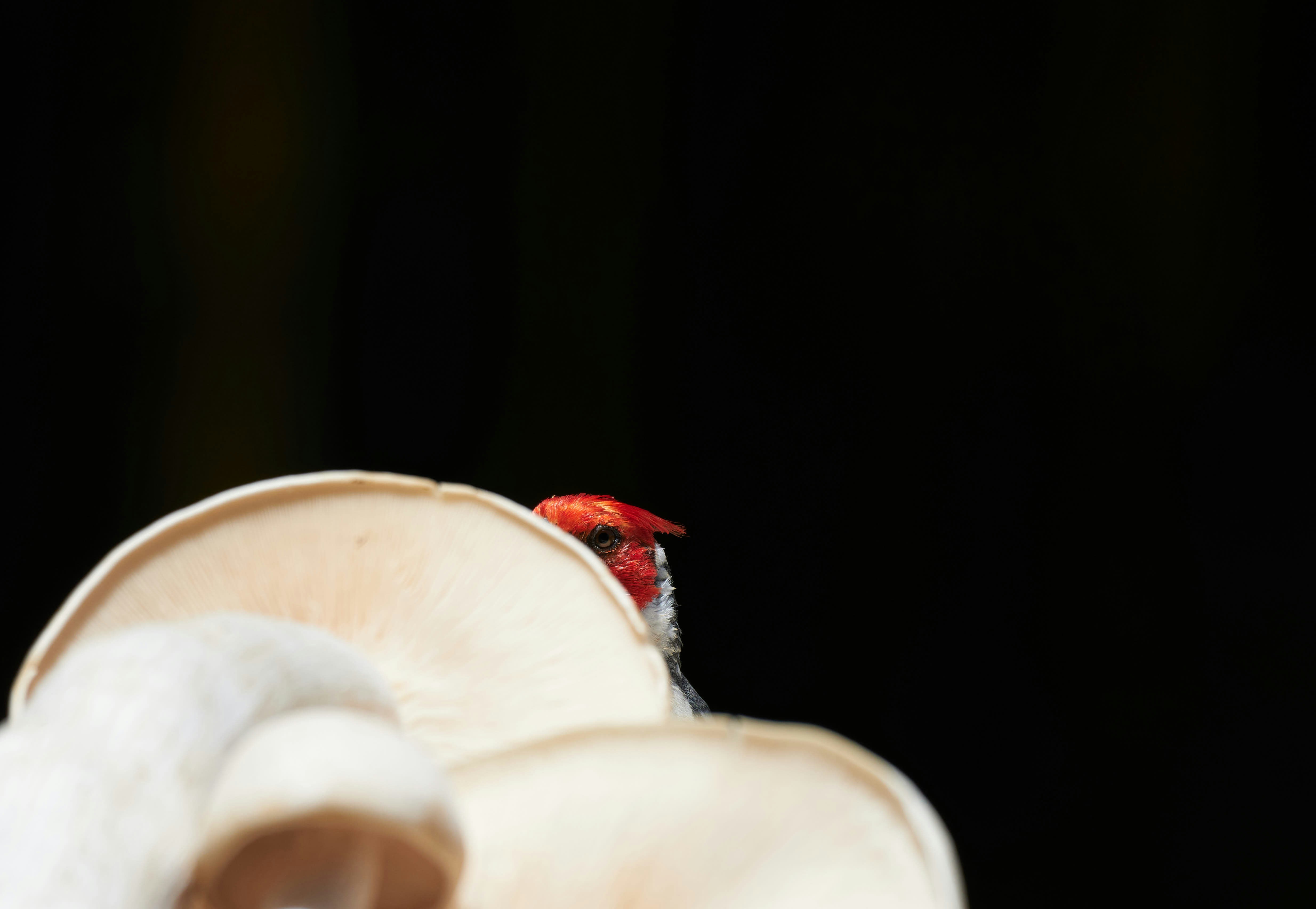 A red bird rests on white mushrooms.
