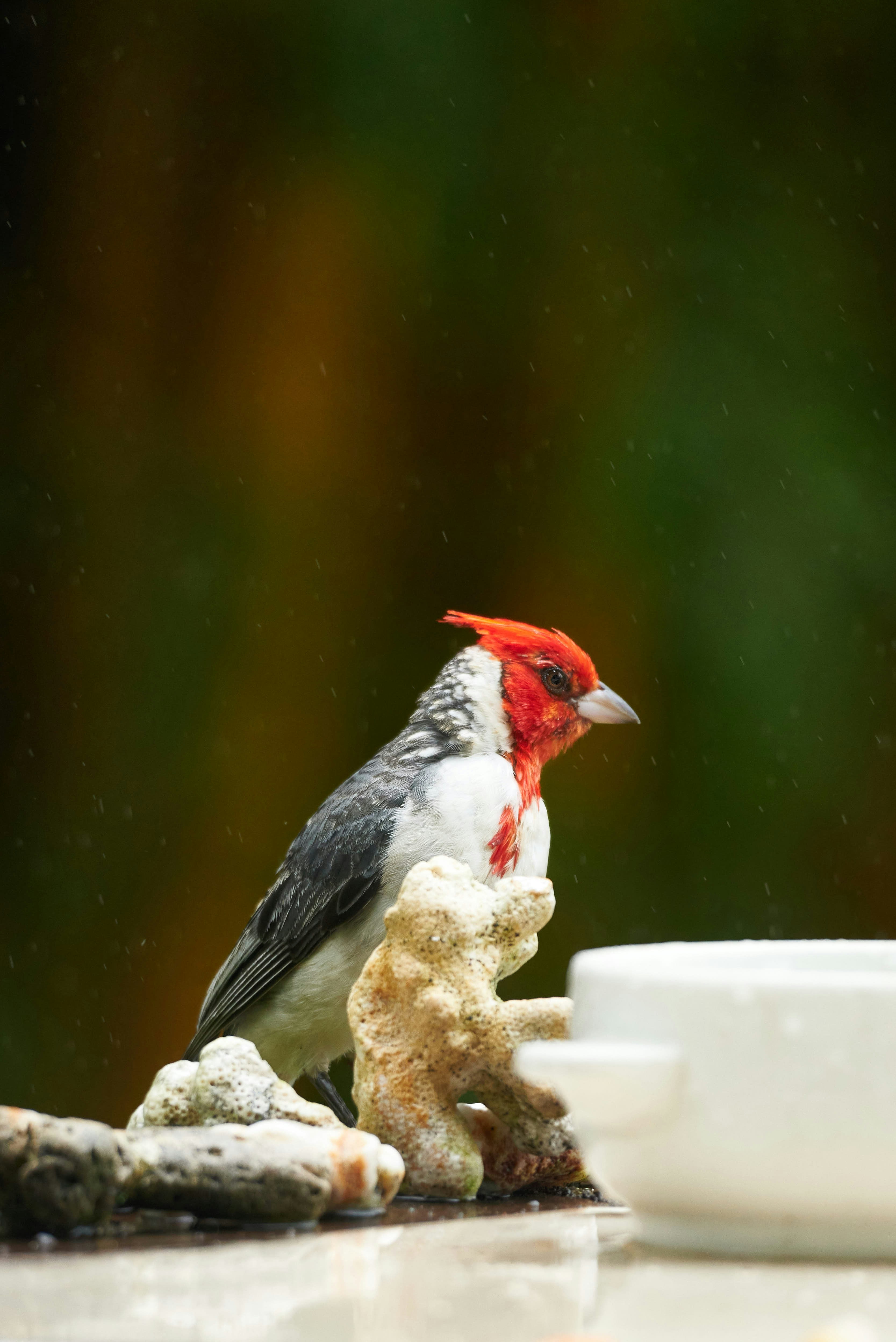 A red-crested bird rests in the rain.