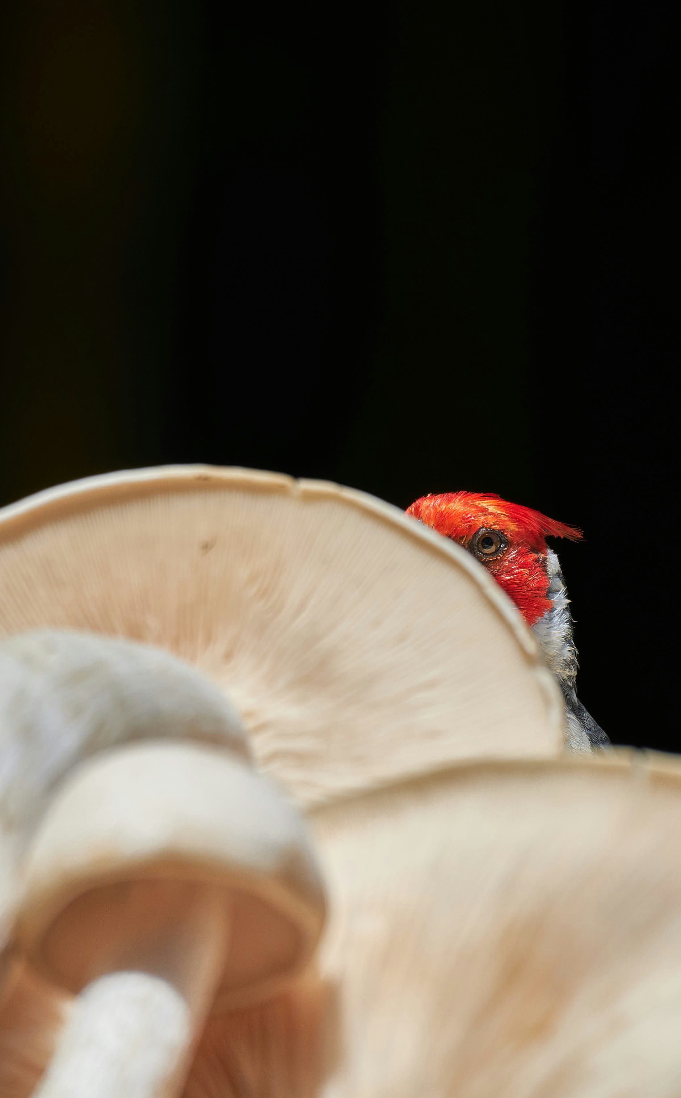 A red-crested bird peeks out behind mushrooms.