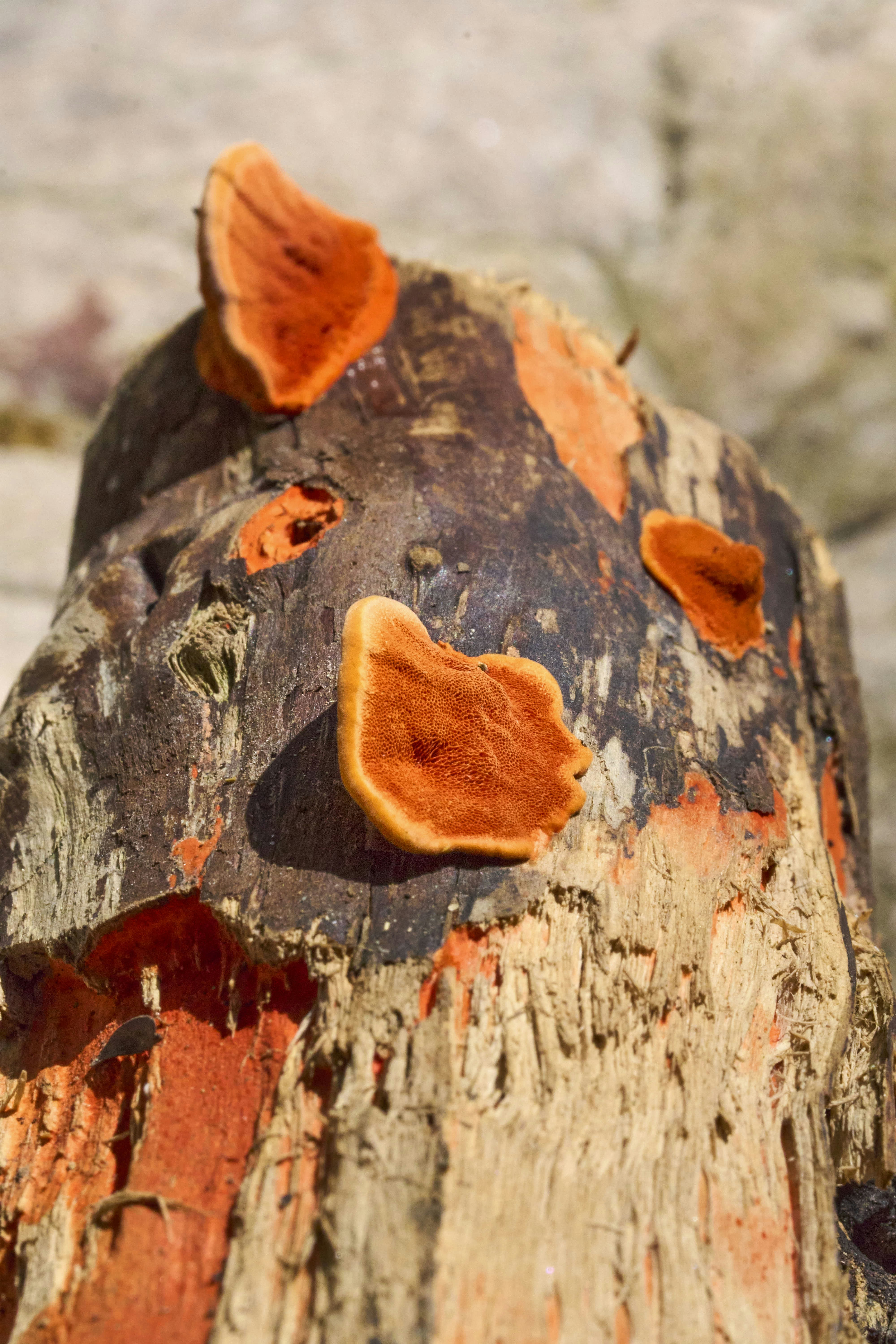 Orange fungi grow on a weathered tree stump.