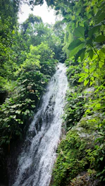 A lush waterfall flows through green vegetation.