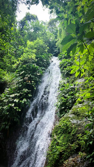 A lush waterfall flows through green vegetation.