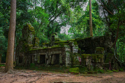 Moss-covered stone ruins and carvings at Ta Prohm (via Unsplash)