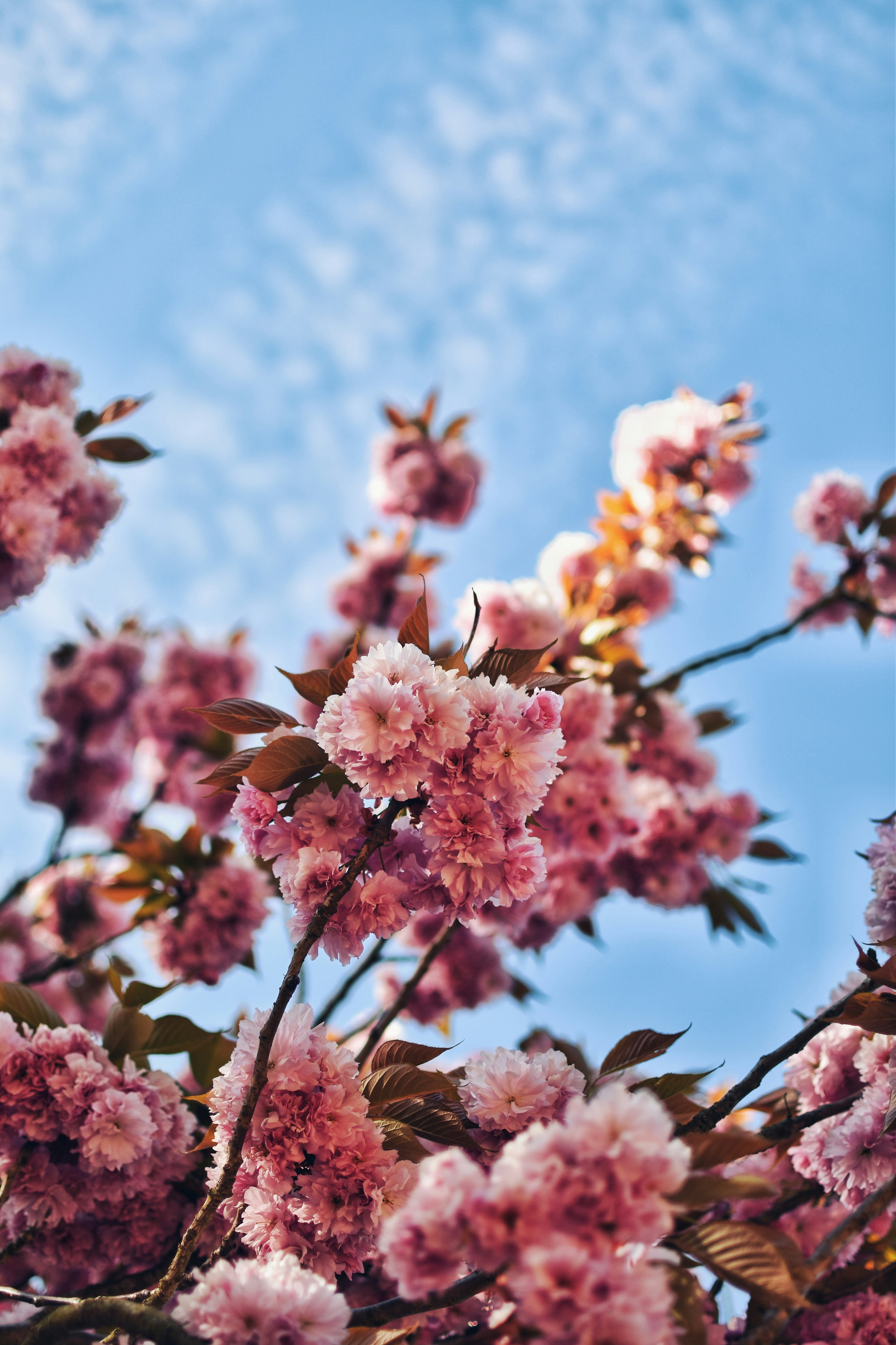 Pink flowers bloom beautifully against a blue sky.