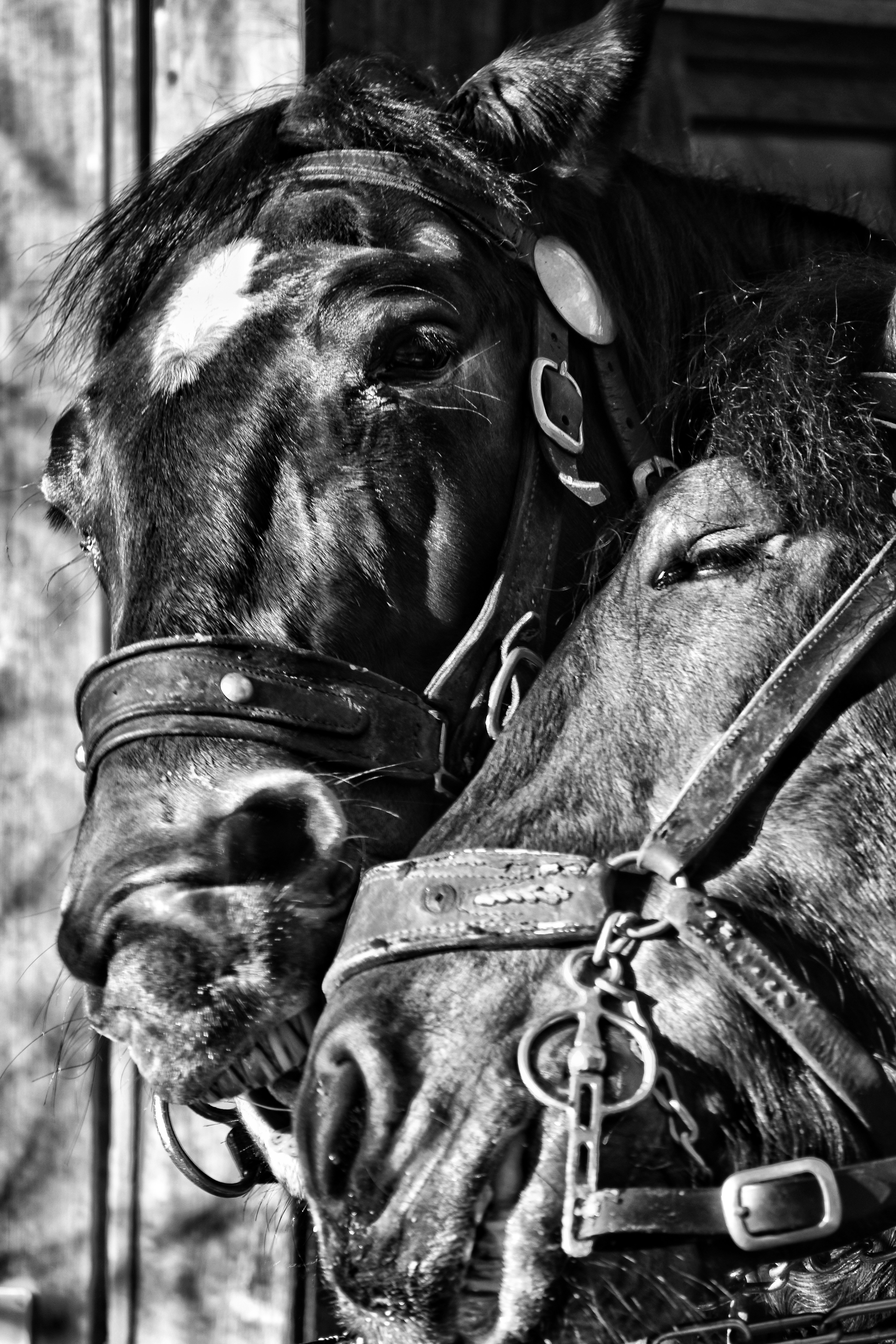 Two horses, snug and close together, in black and white.