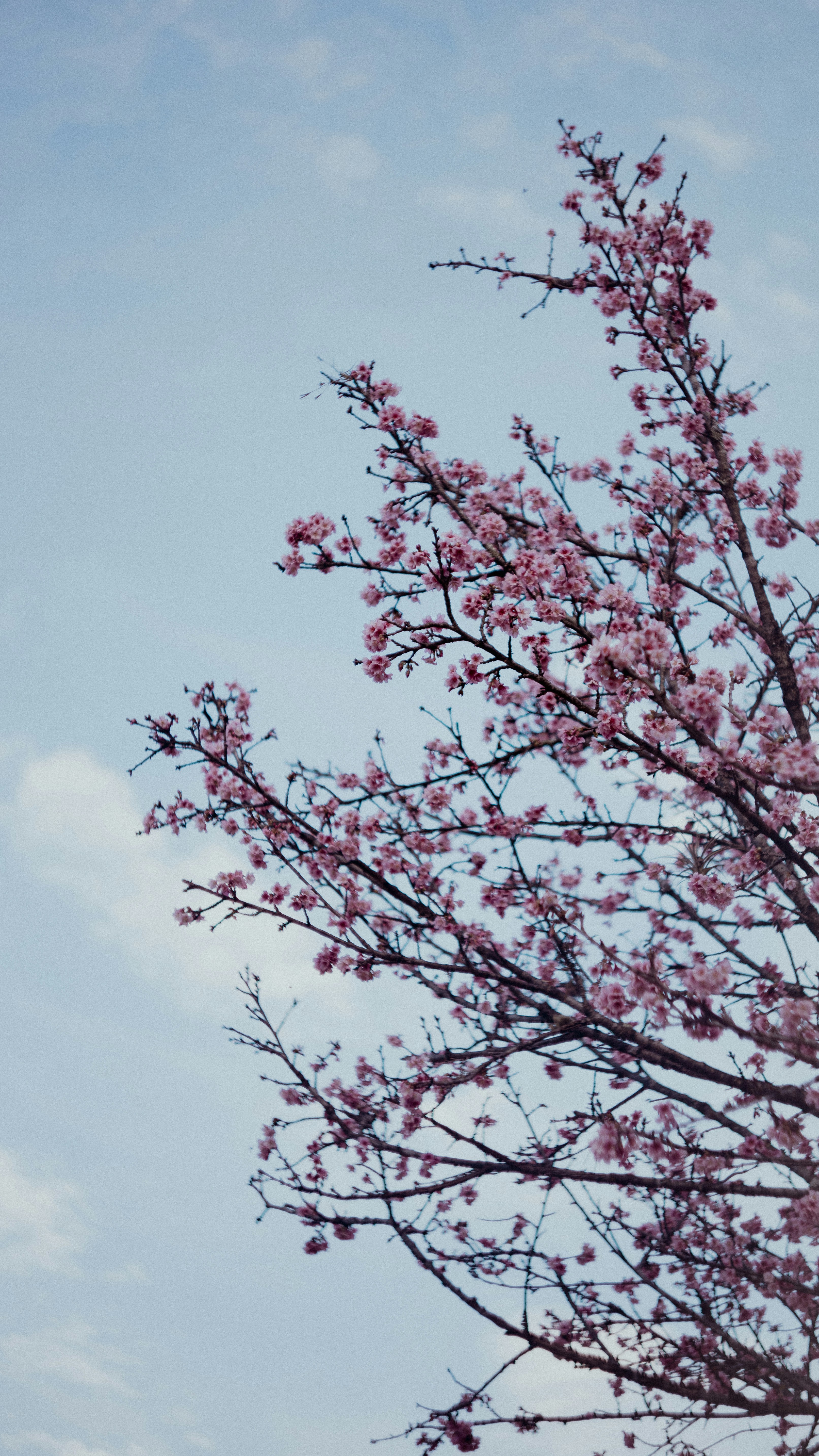 Photo by lucasdalamartaphoto