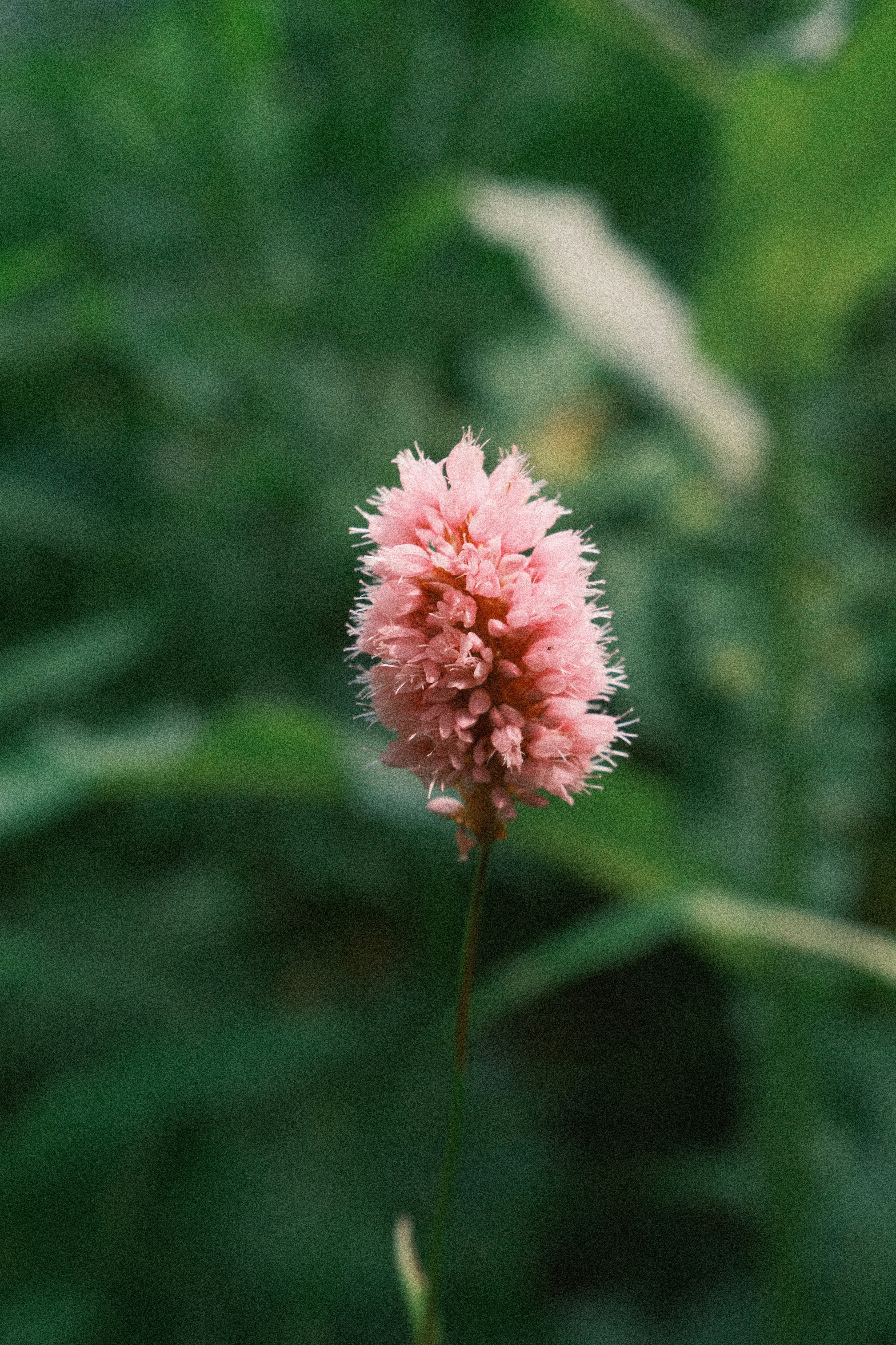 Photo by nikan_tanya