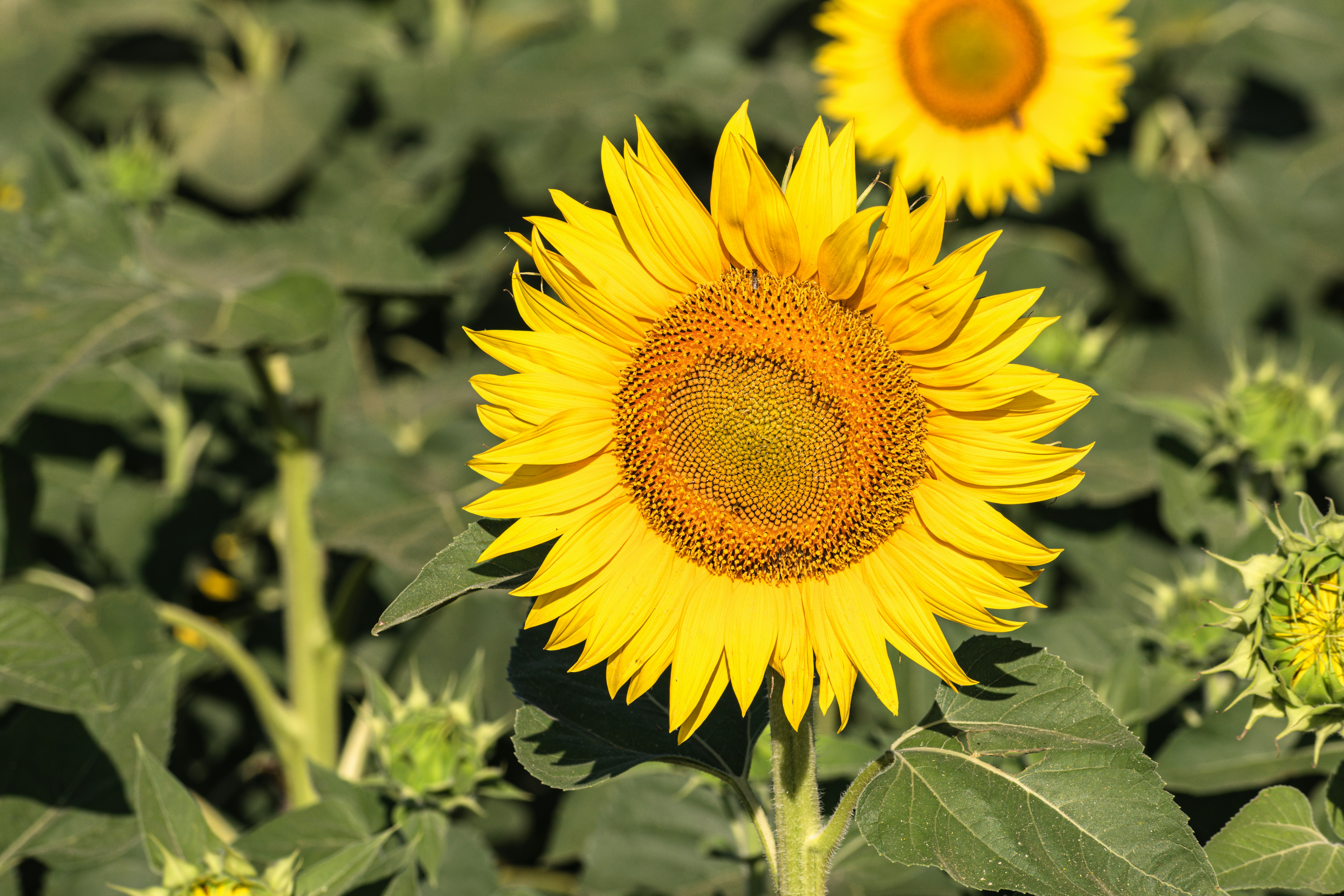 Photo by niki_emmert