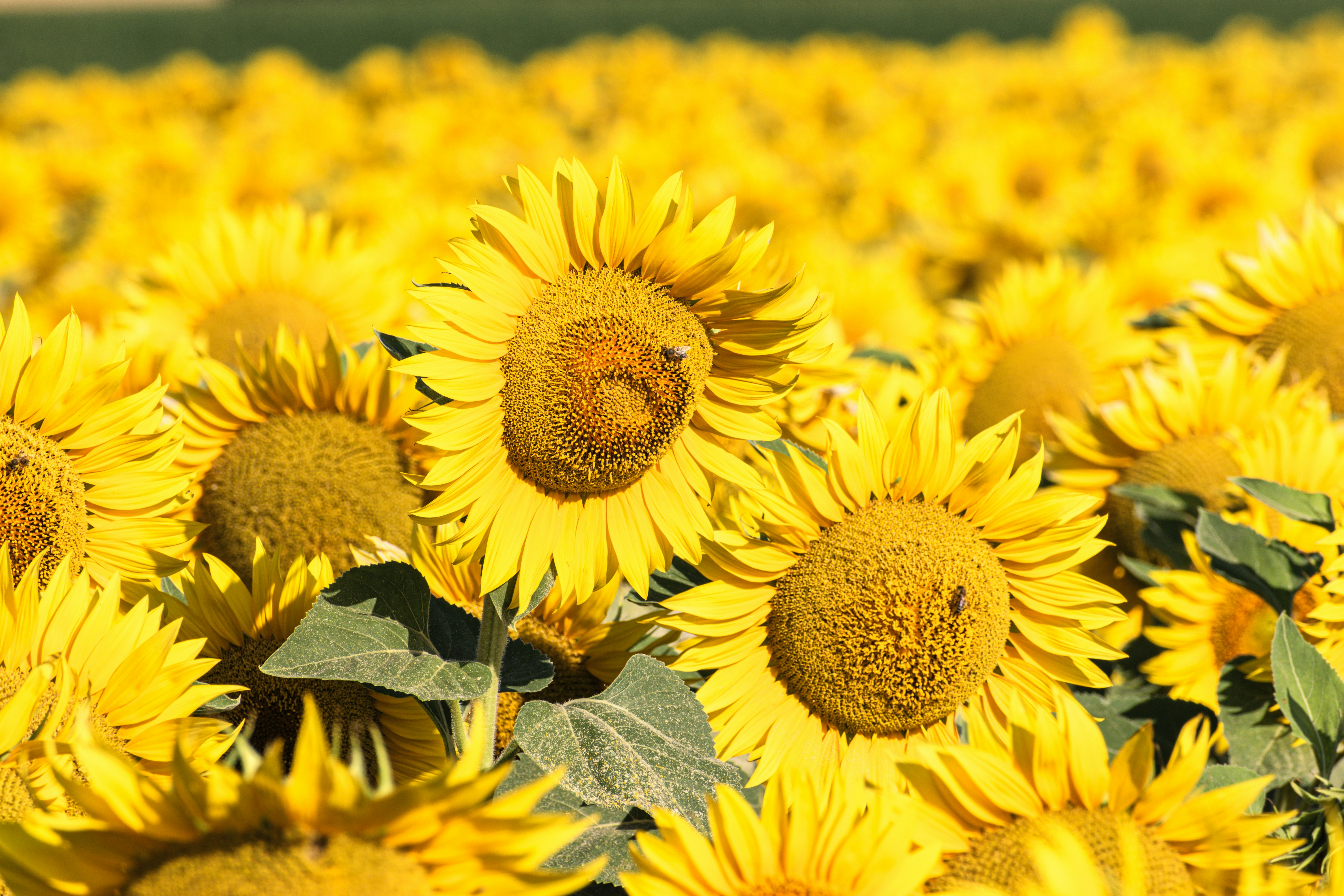 Photo by niki_emmert