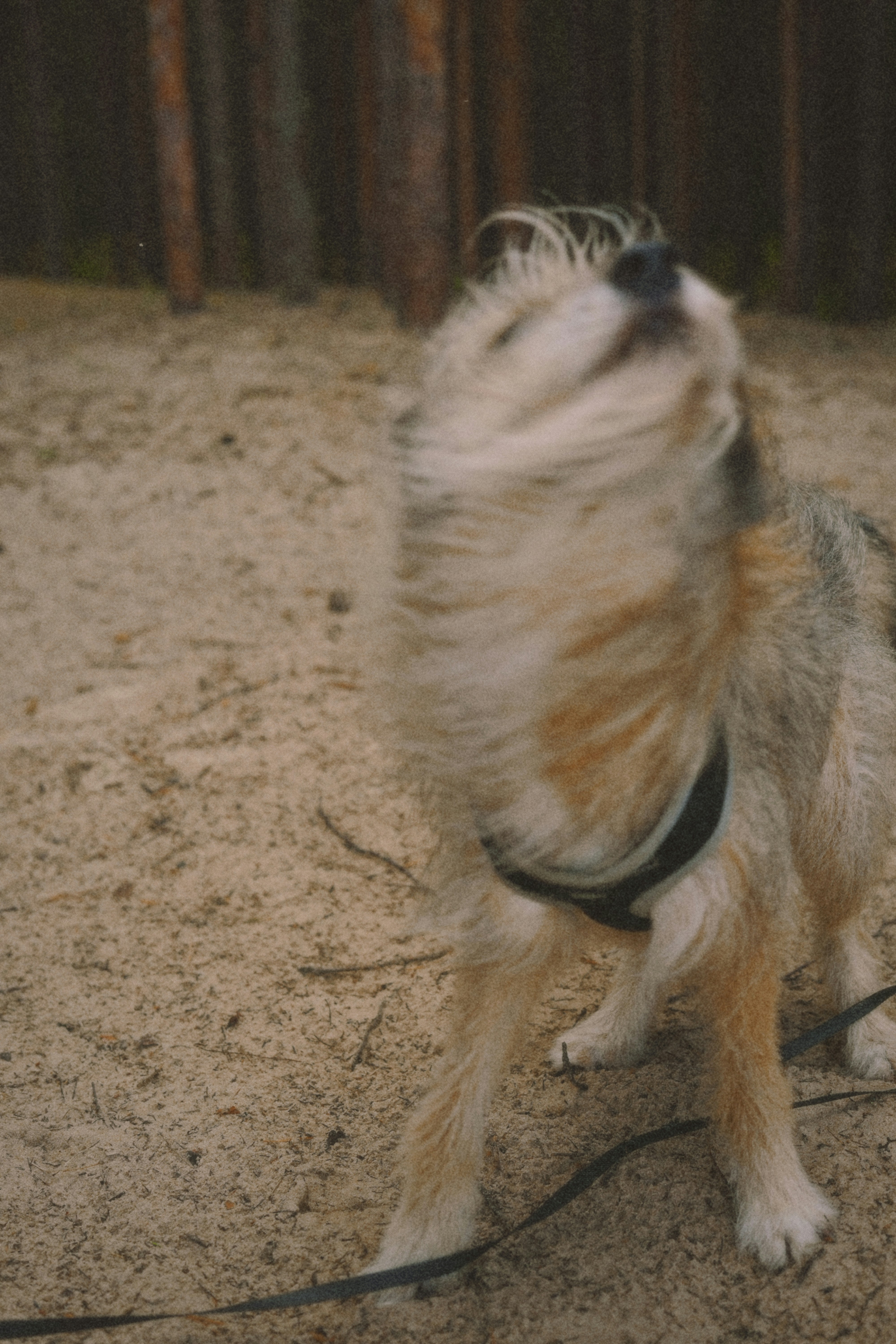 A wet dog shakes itself dry.