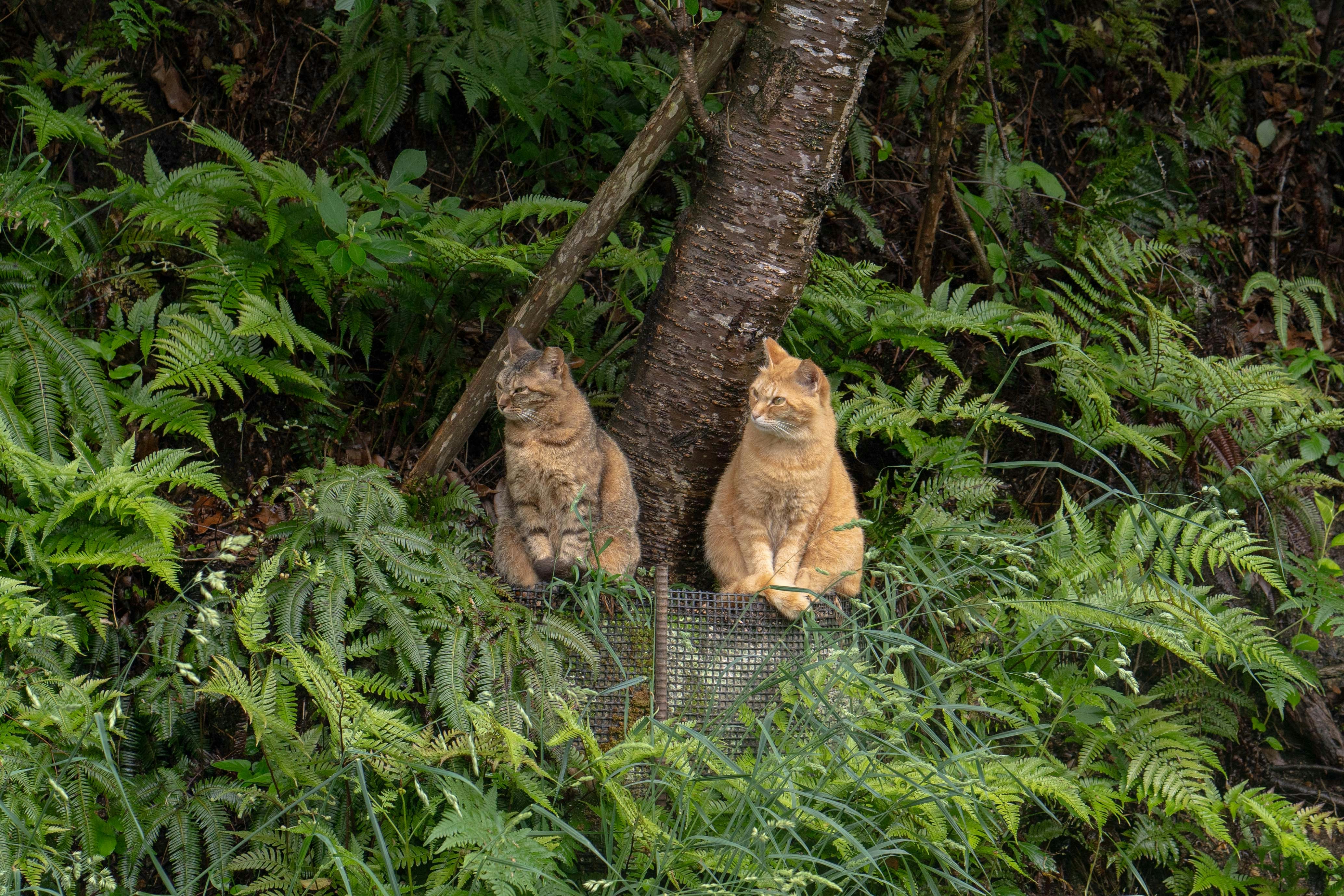 Two cats are sitting among lush green ferns.