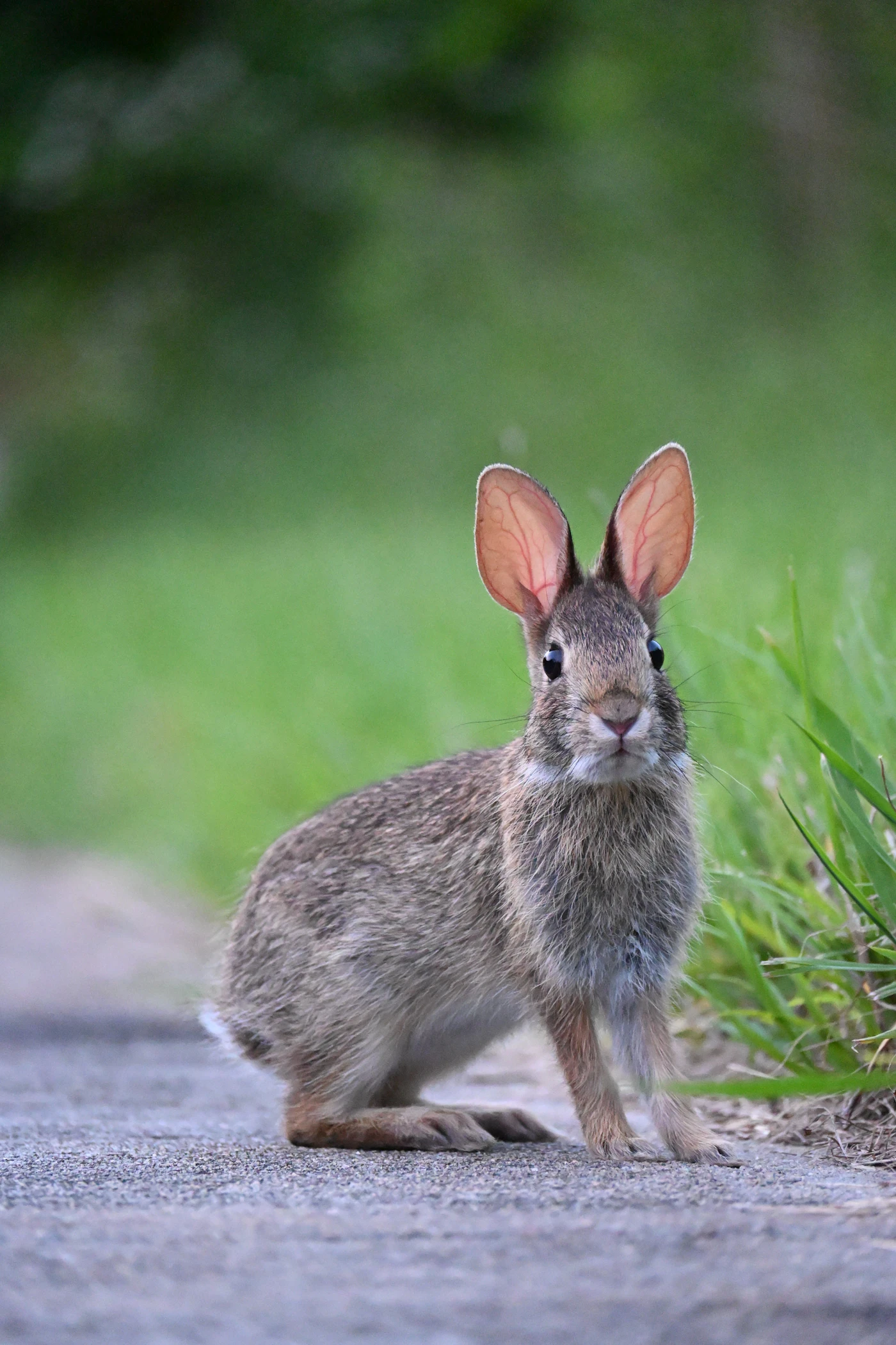 Conejo sentado al aire libre