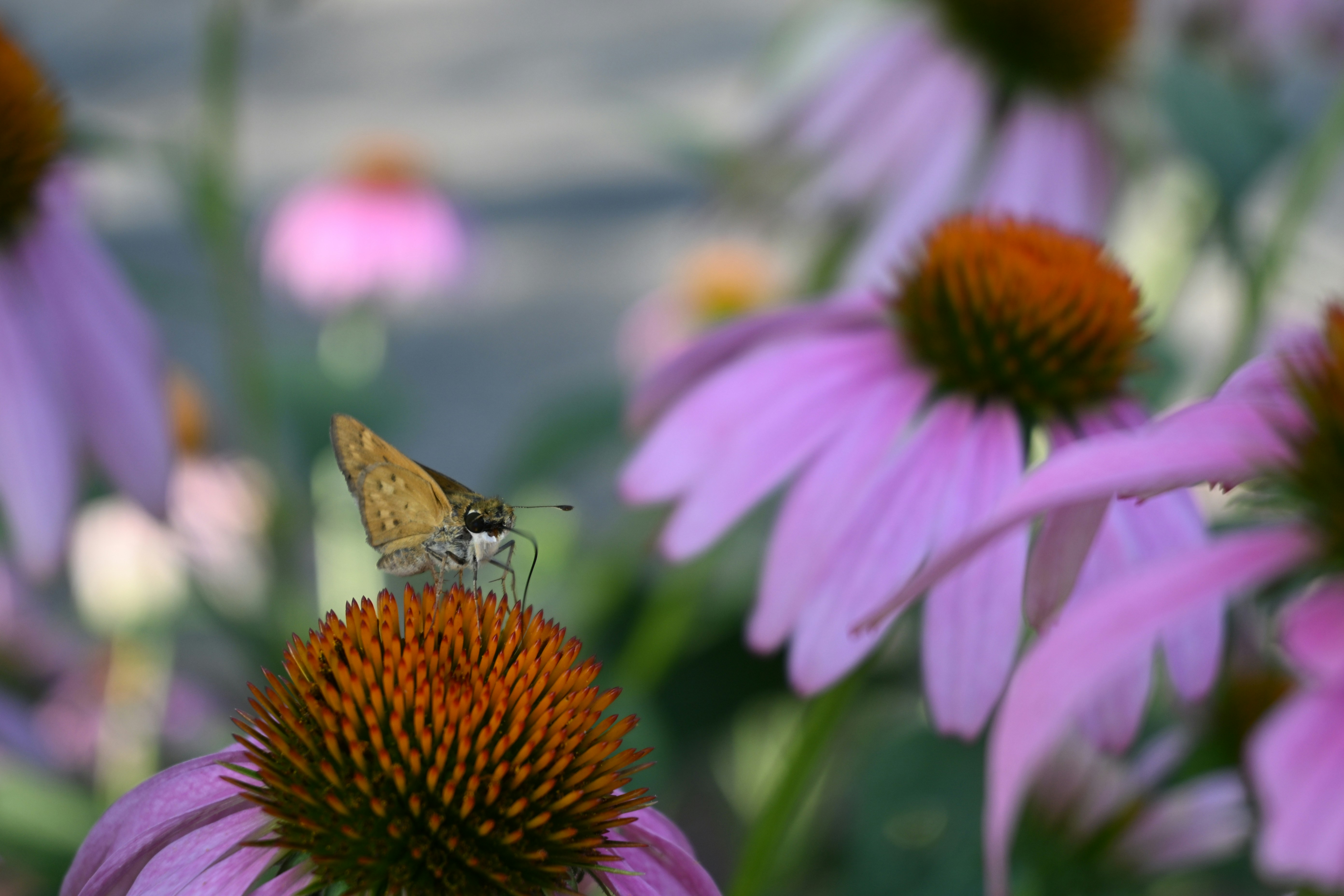 Photo by halilcelikhic